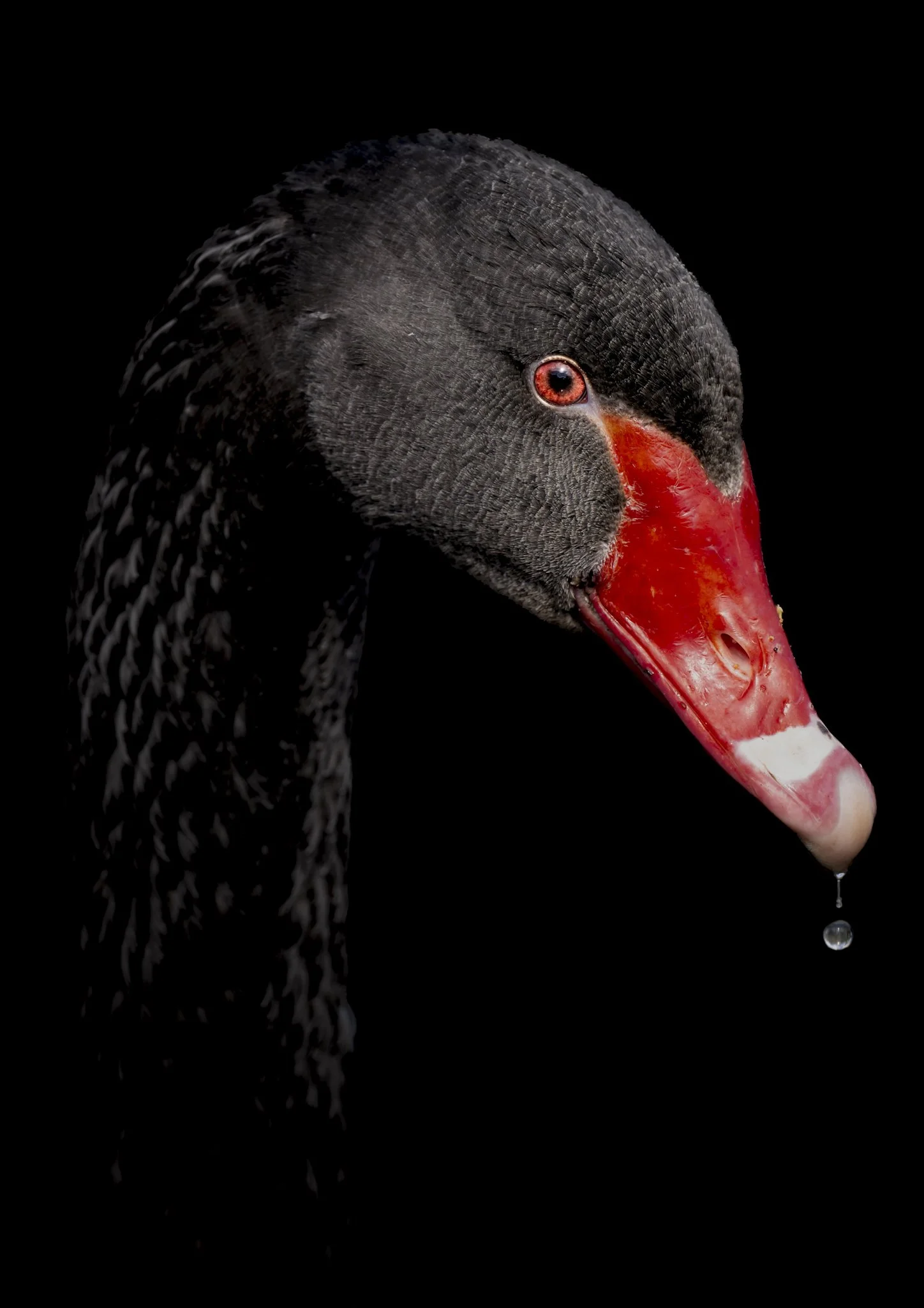 Midnight Grace – Black Swan Portrait