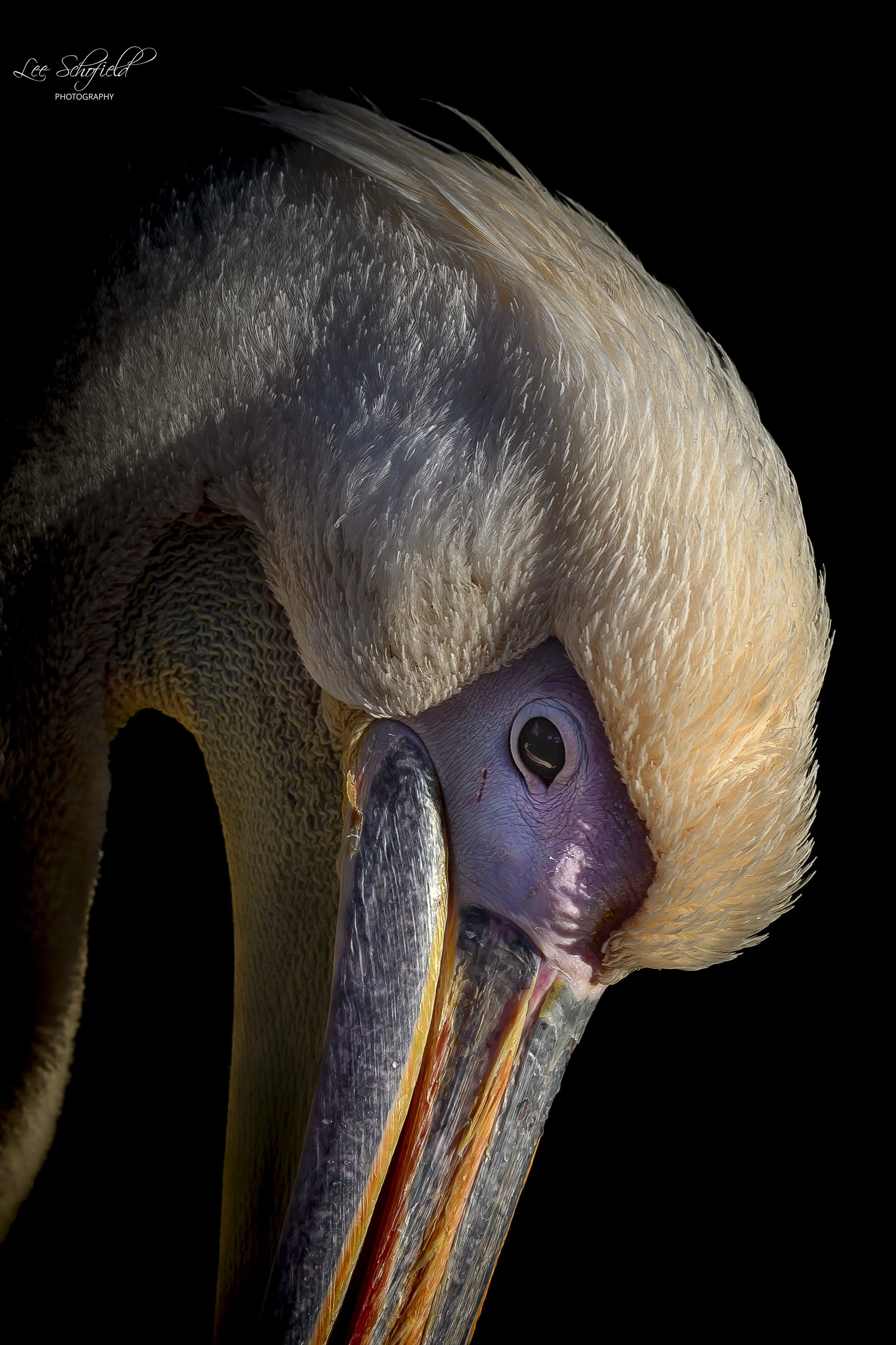 Great White Pelican (Portrait)