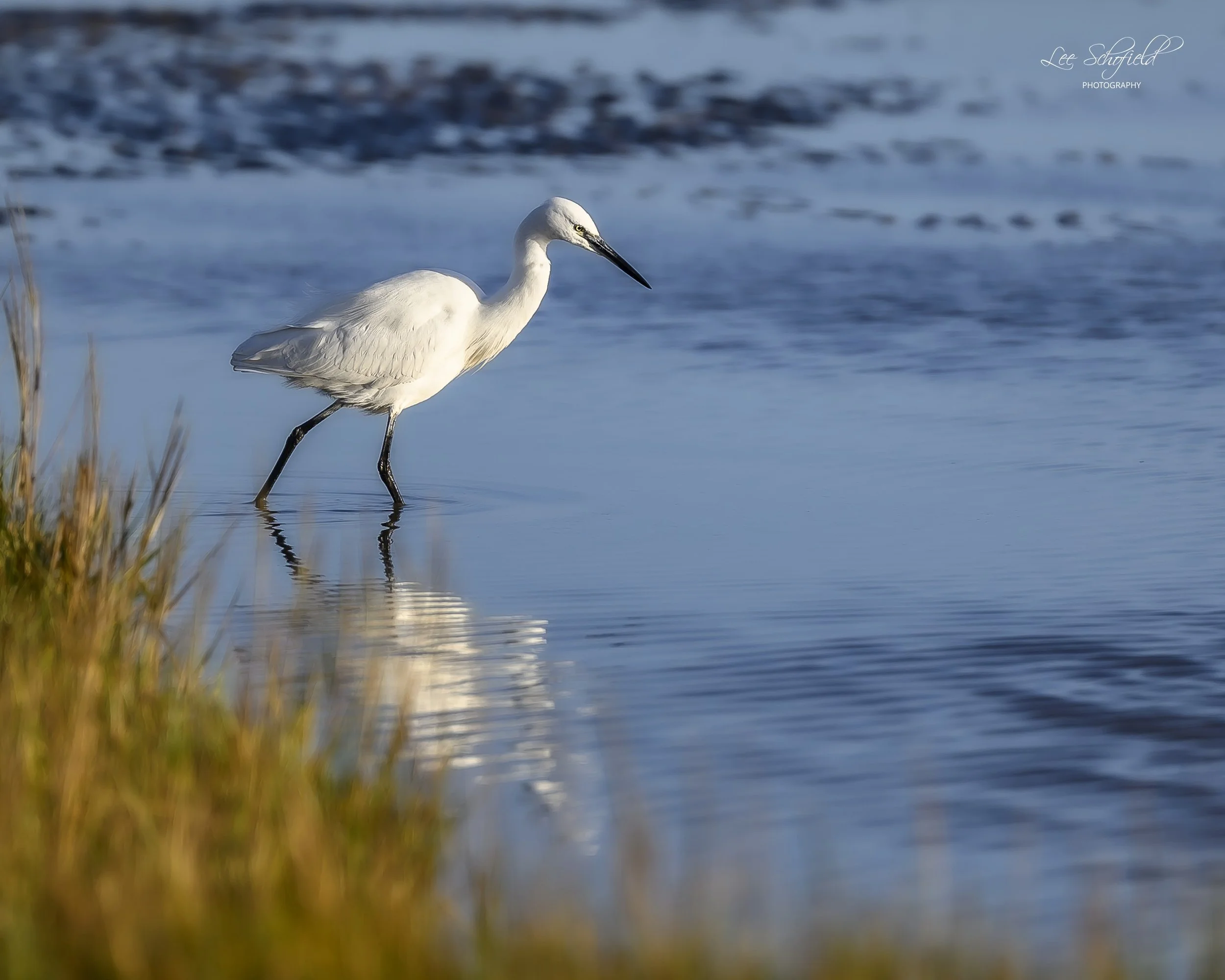 Little Egret wading at Dusk