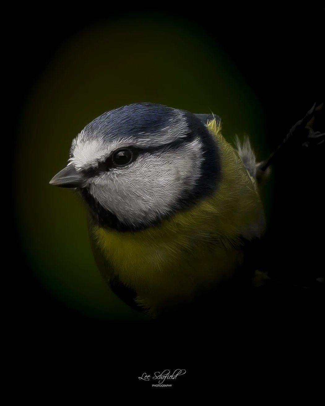 Blue Tit (Portrait)
