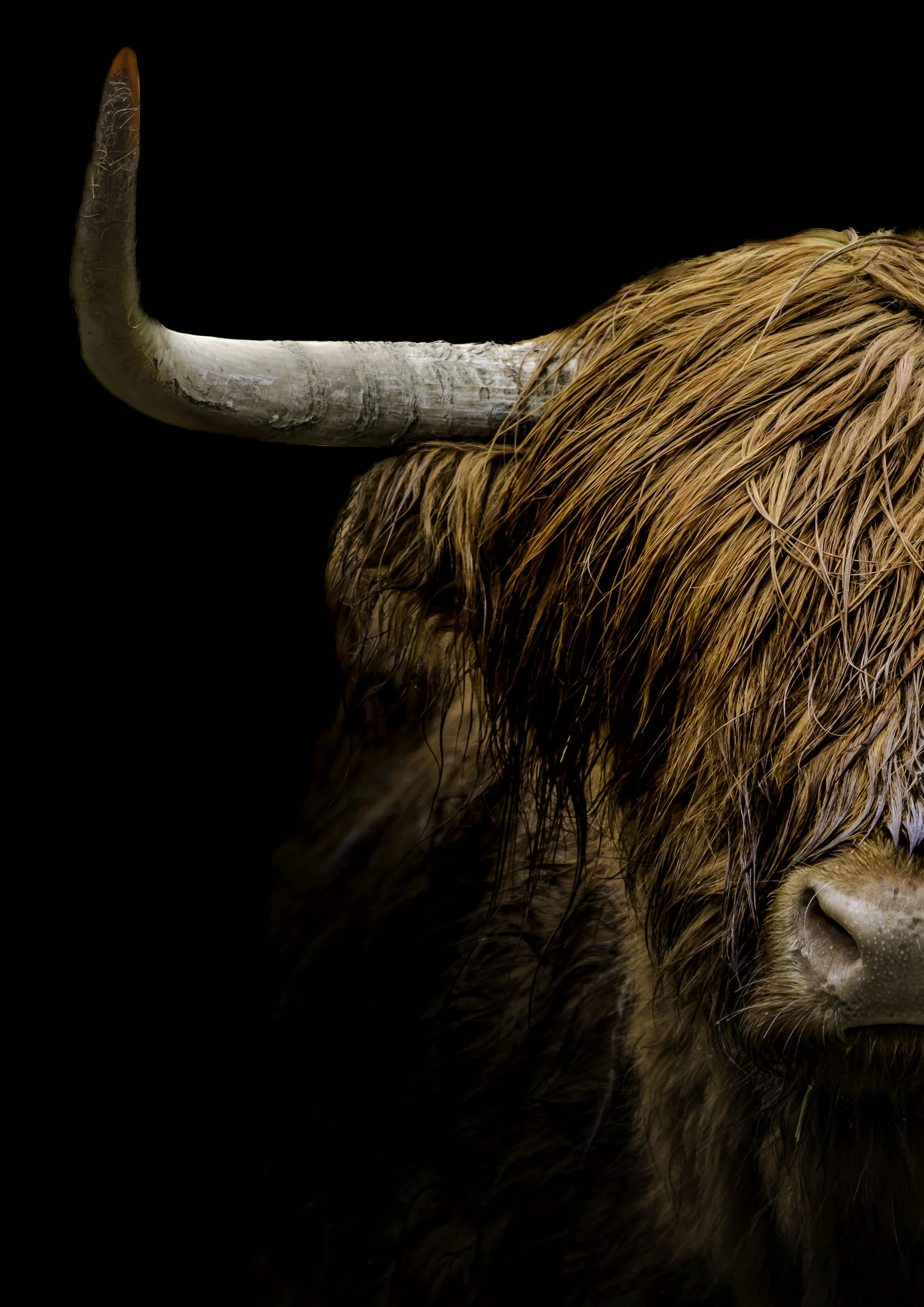Highland Cow (Half Portrait) - Fine Art Print