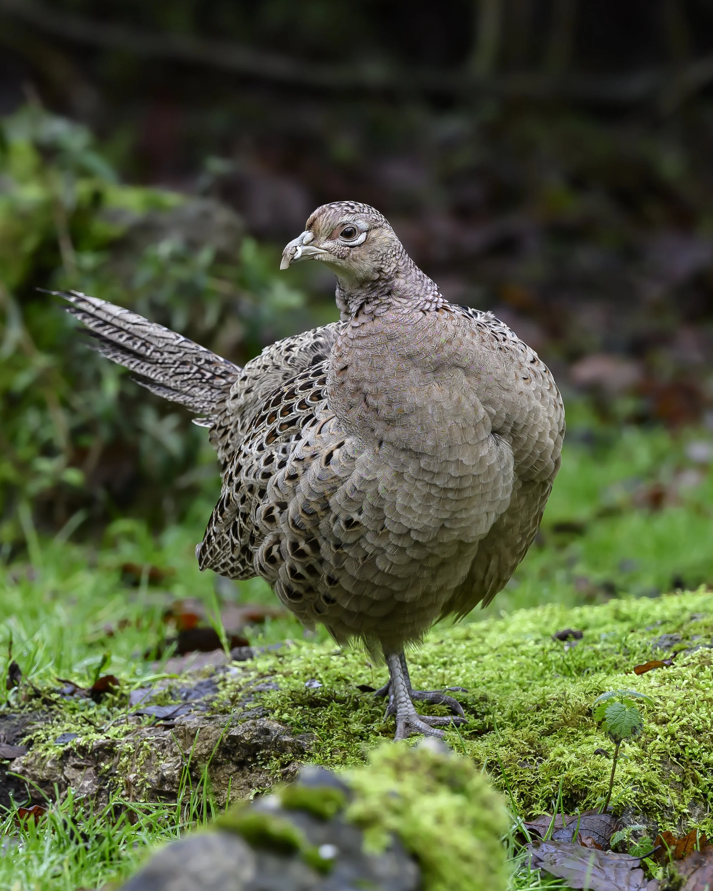 Common Pheasant – Fine Art Wildlife Photography Print