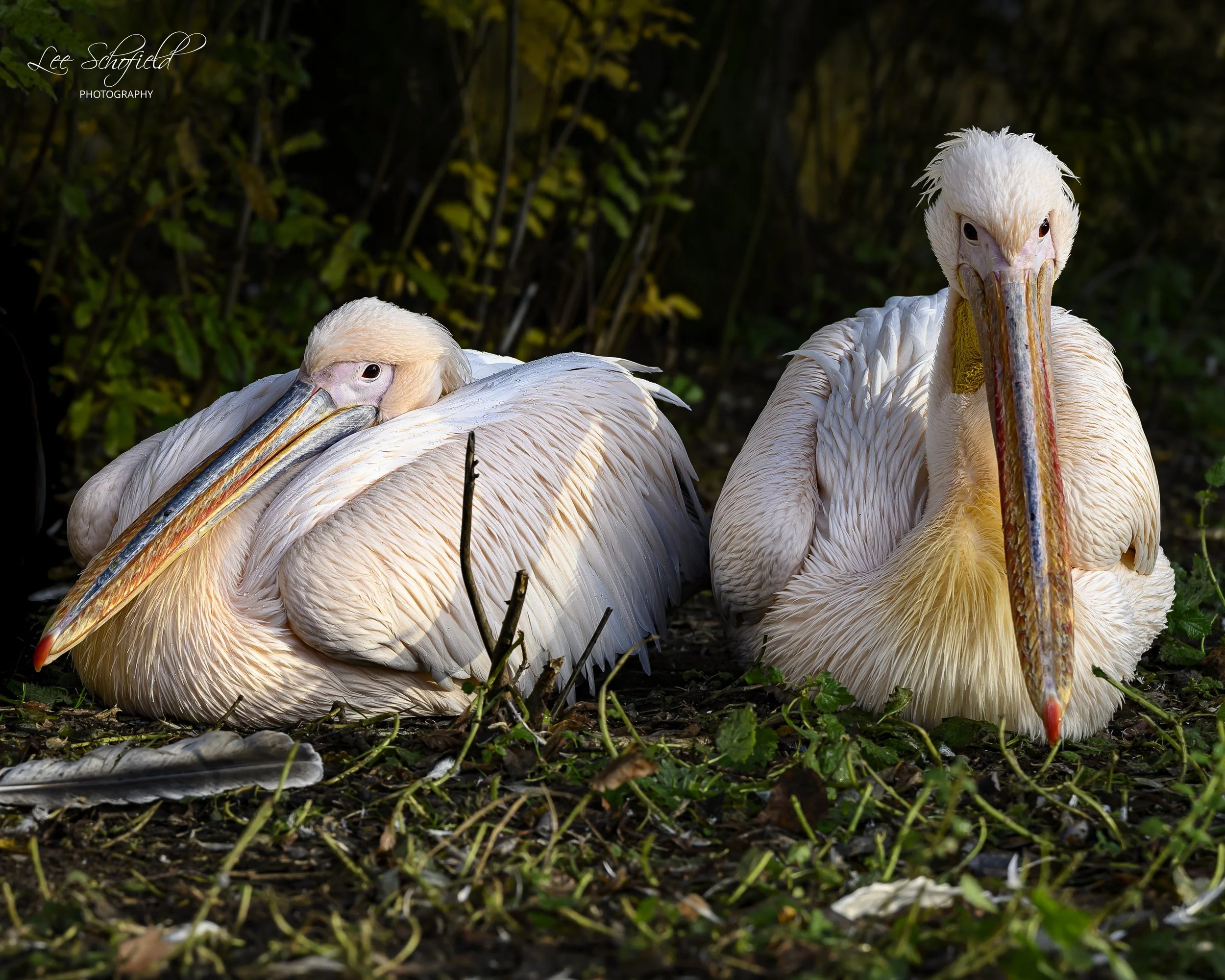 Resting Pelicans