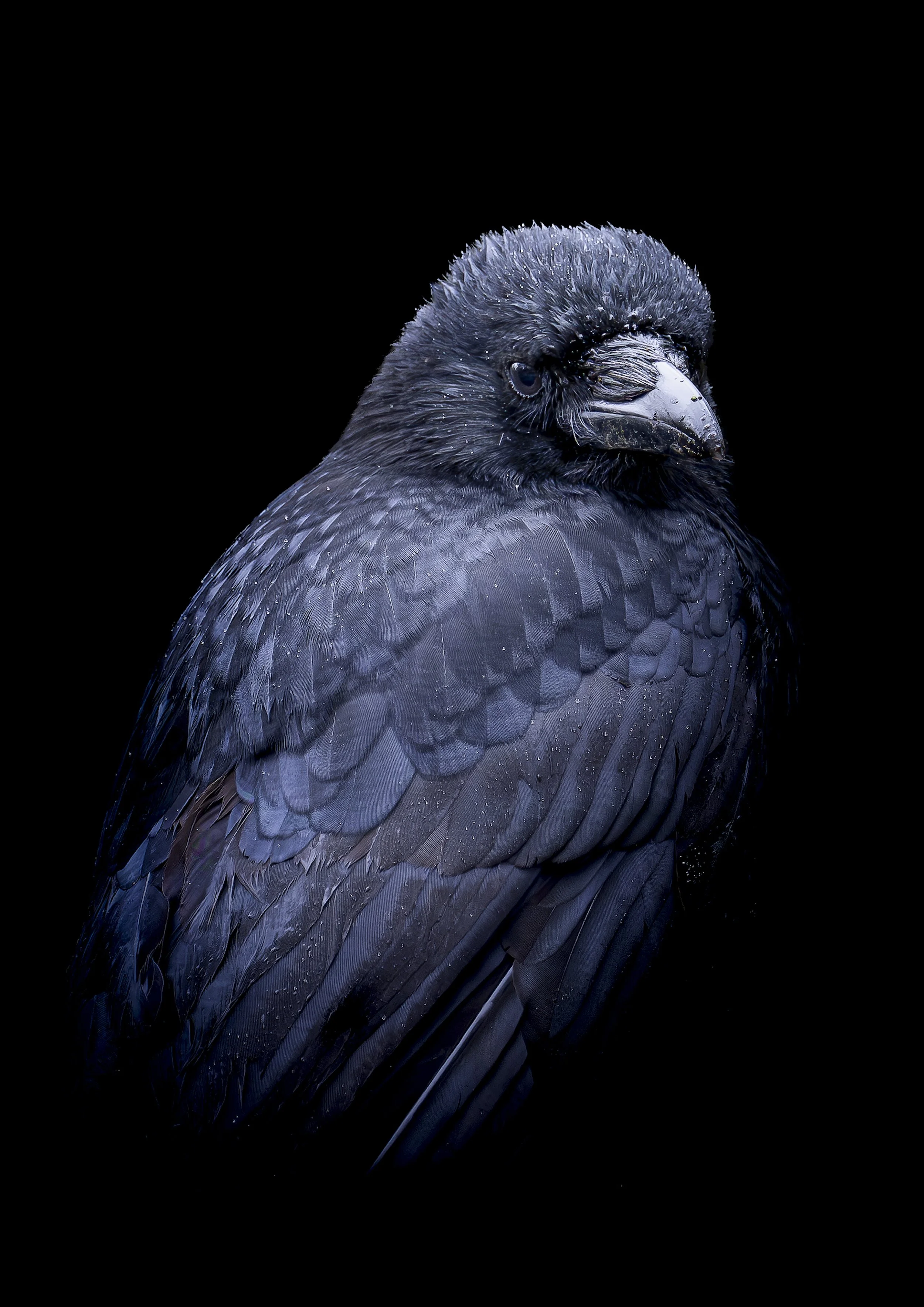 Fine Art Crow Portrait – Black Background Wildlife Print