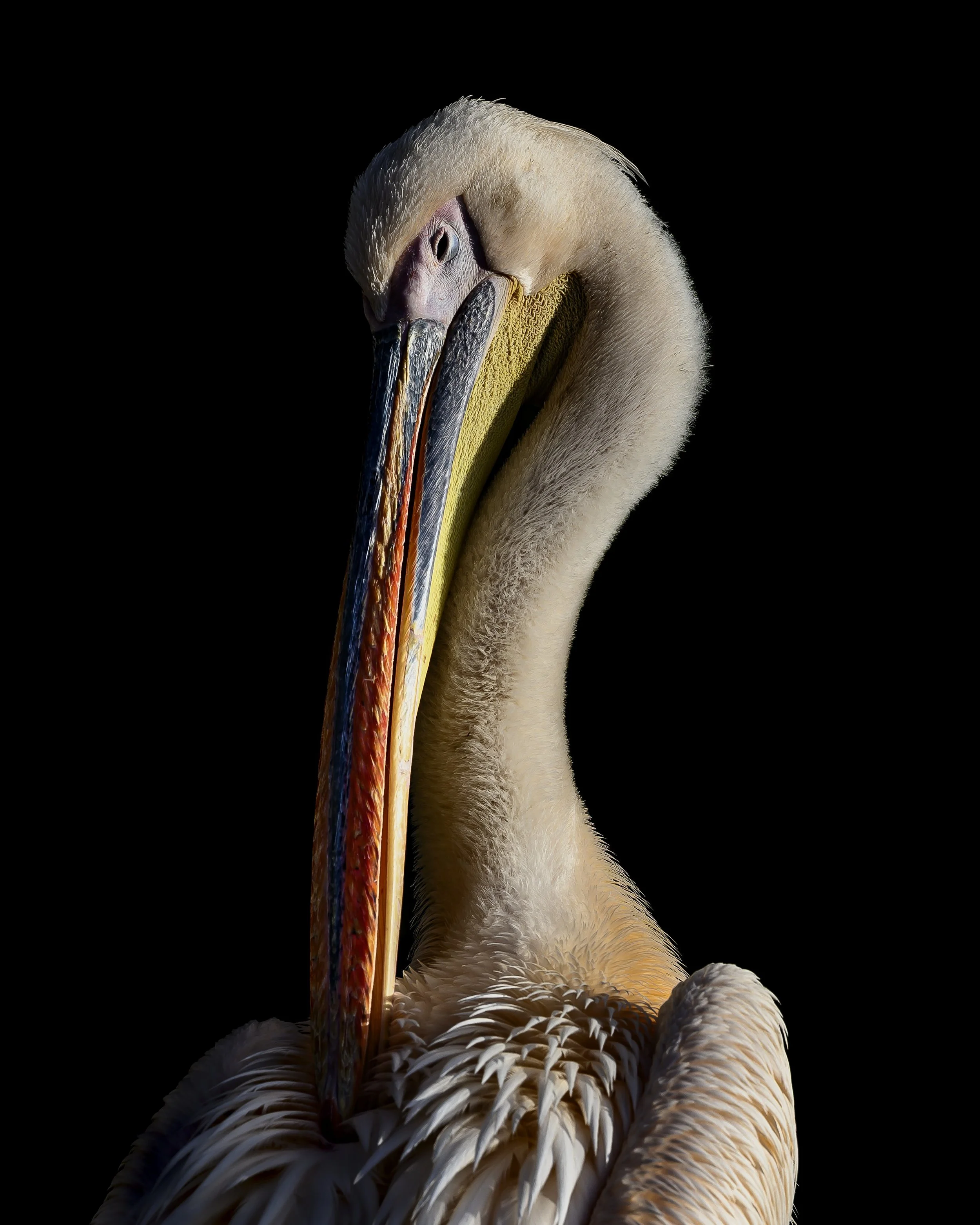 Pelican (Full length bill)- Fine Art Print
