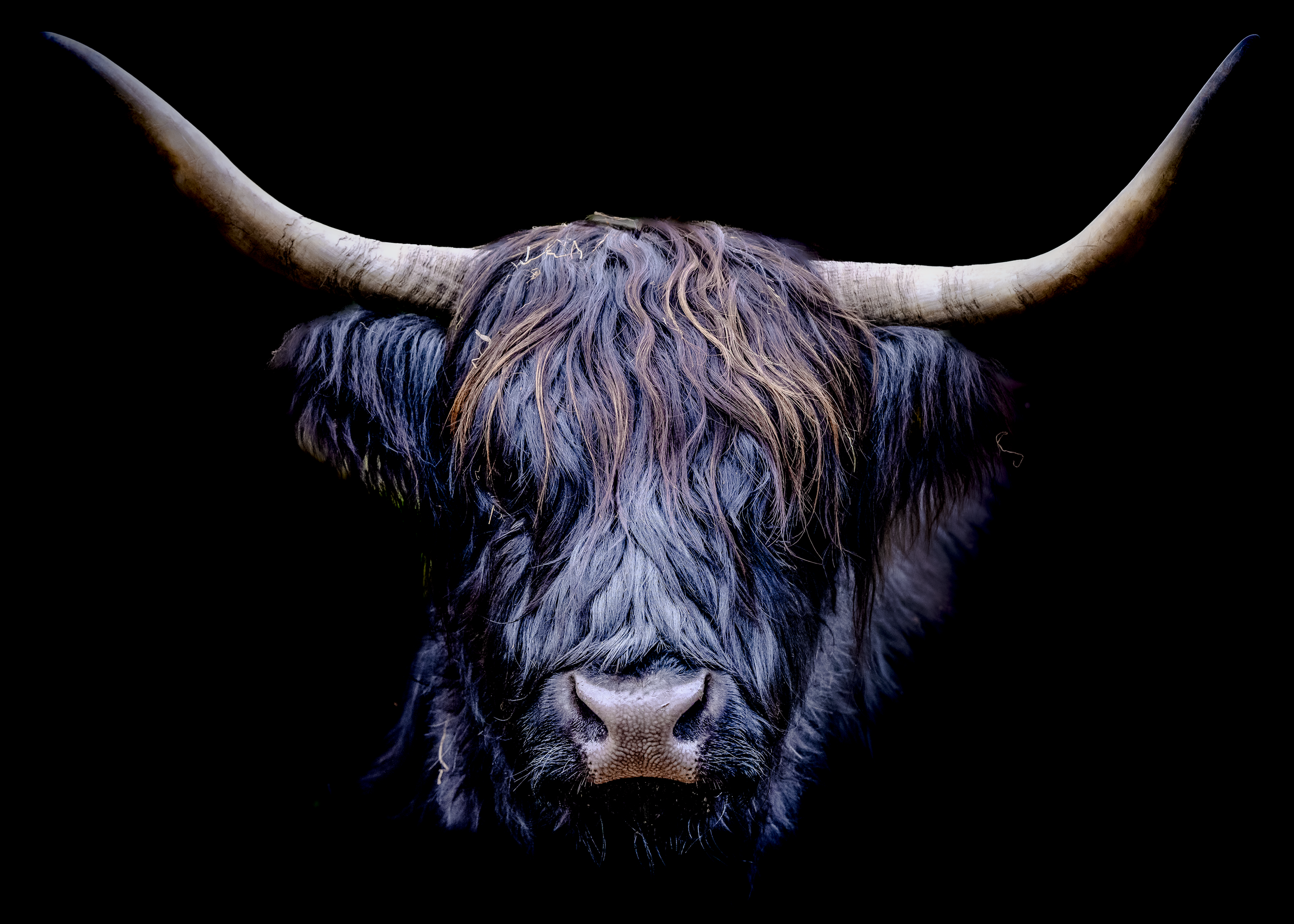 The Highland Cow (Dark Coat) Fine Art Print