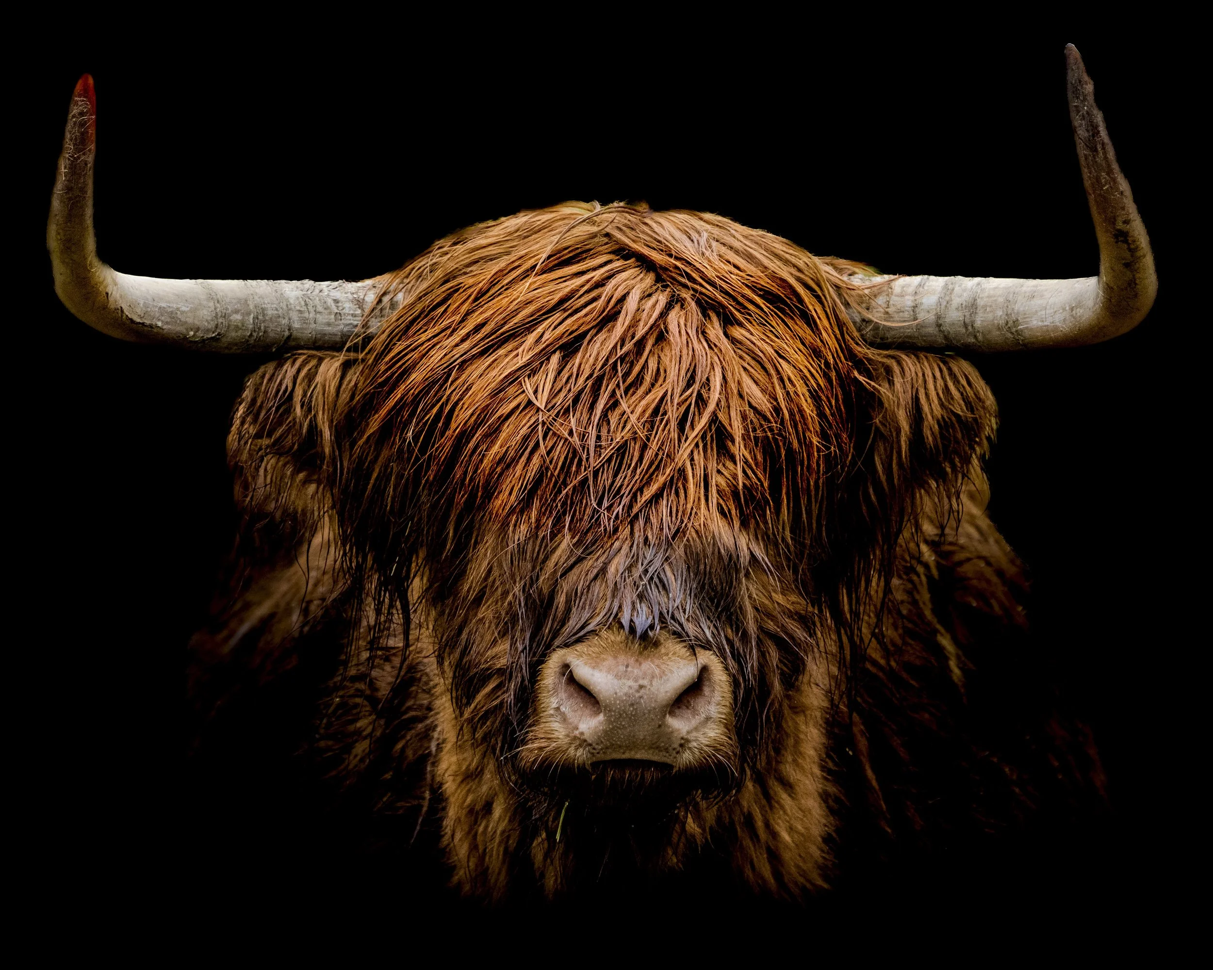 The Highland Cow..Fine Art Print