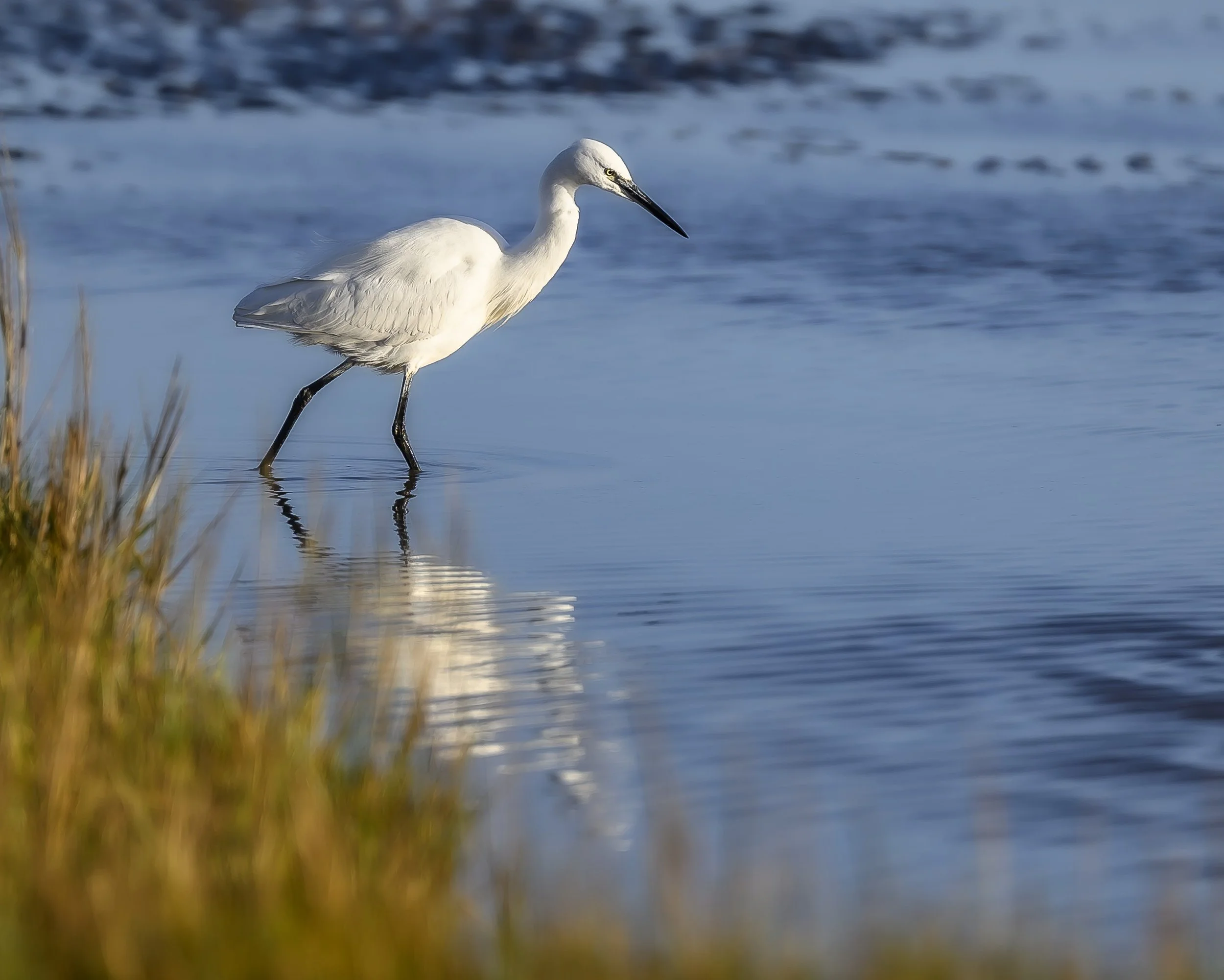 Little Egret wading at Dusk