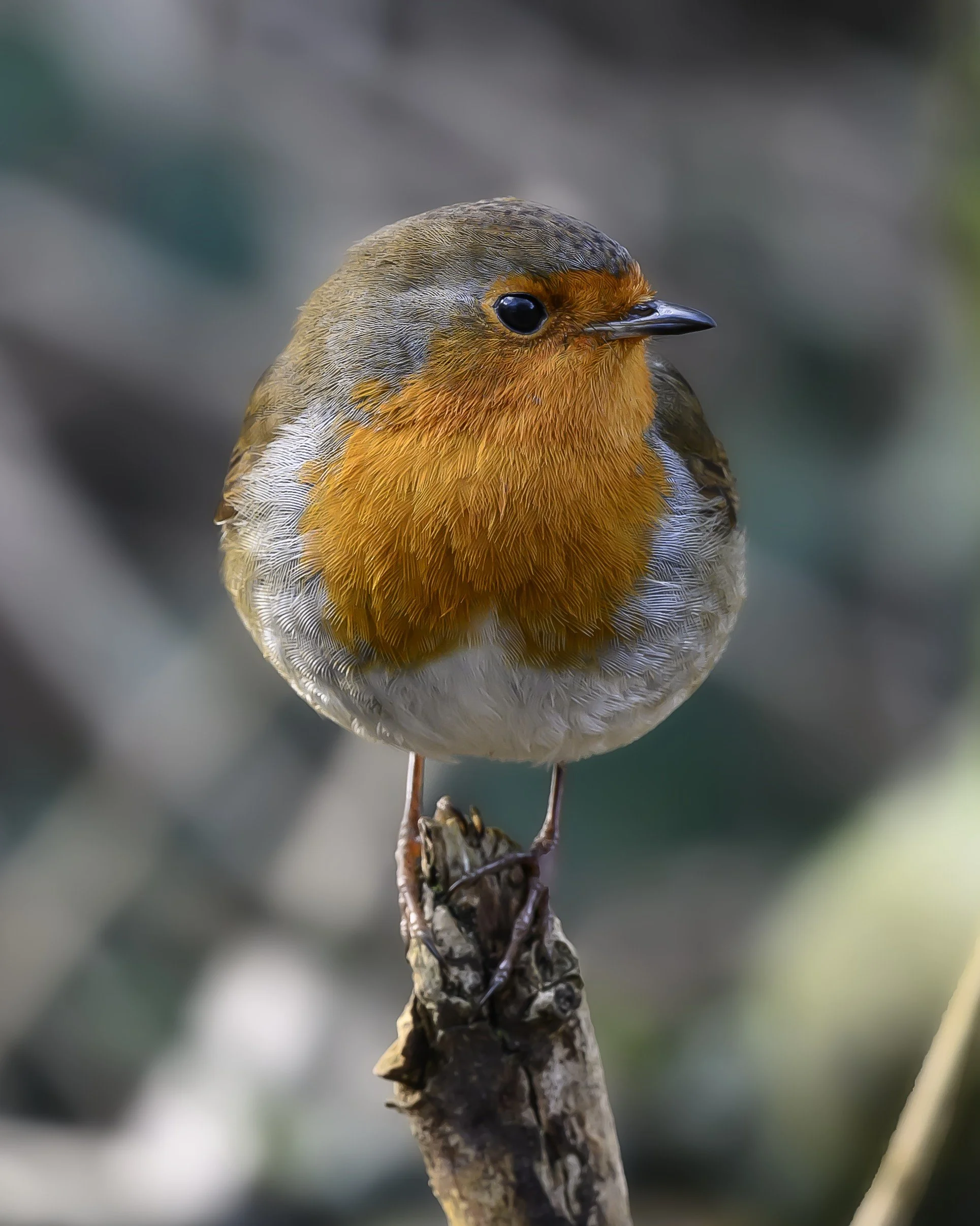 European Robin – Fine Art Wildlife Print