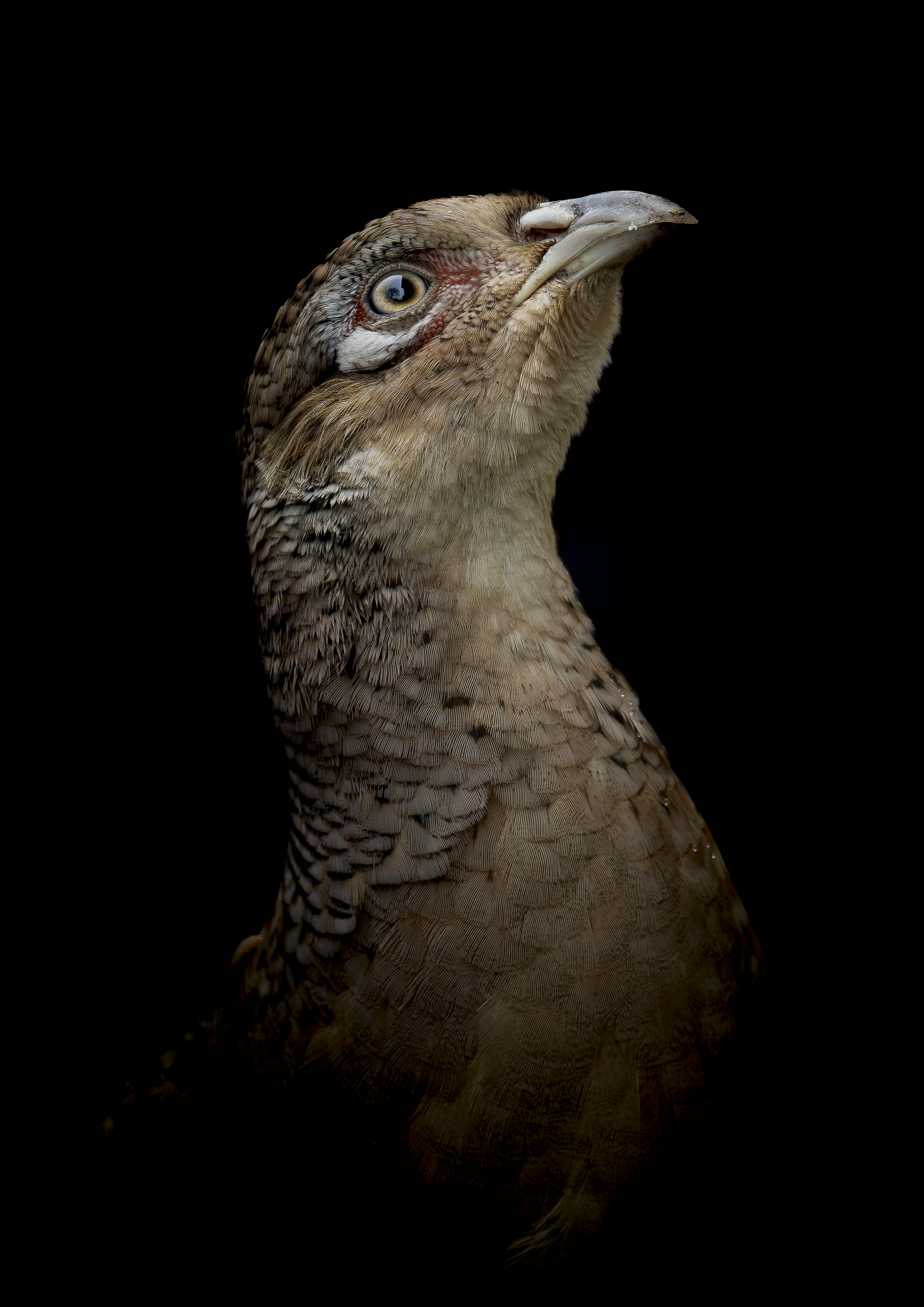 Fine Art Pheasant Portrait – Black Background Wildlife Print