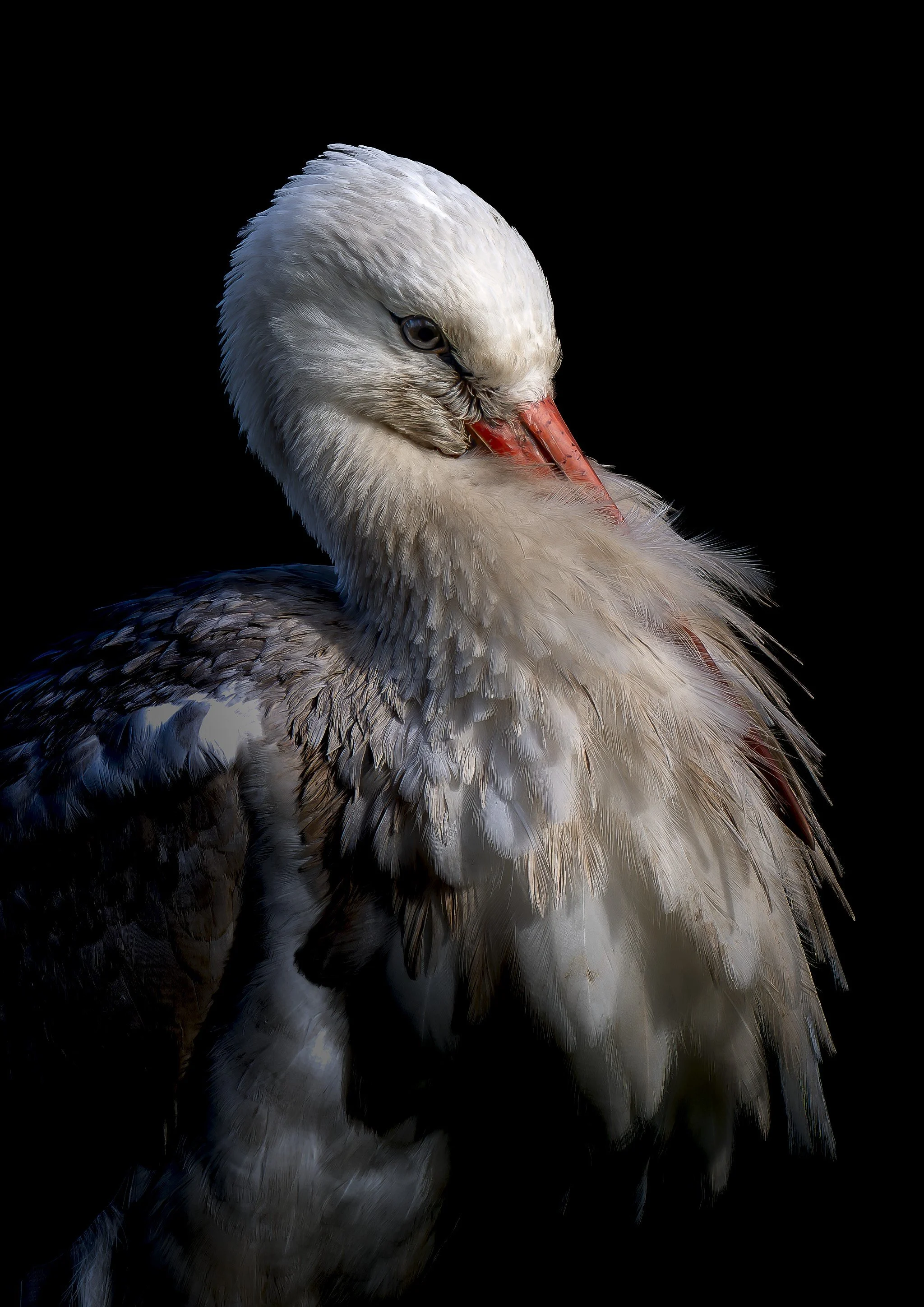 Fine Art White Stork Portrait – Black Background Wildlife Print