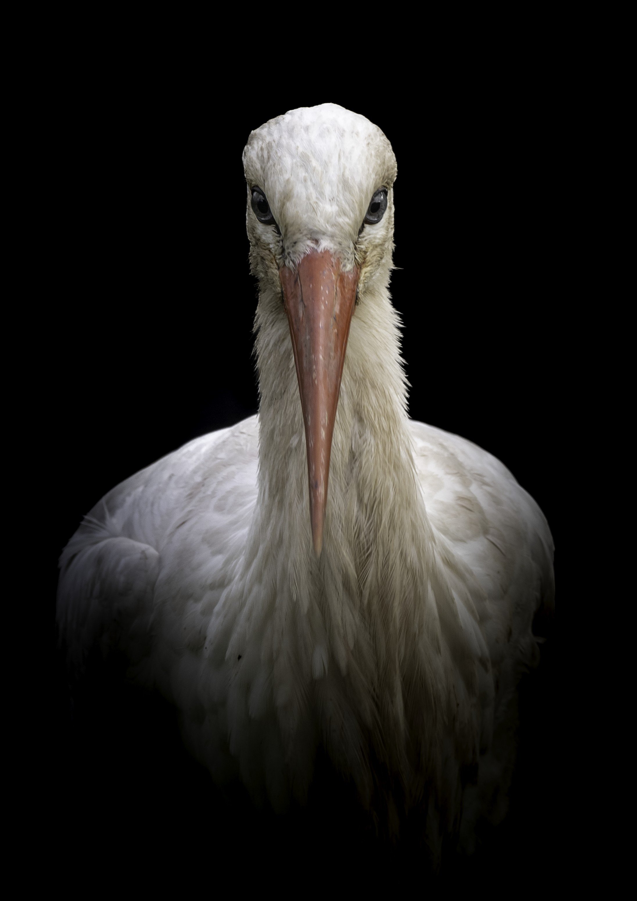 White Stork – Fine Art Wildlife Print