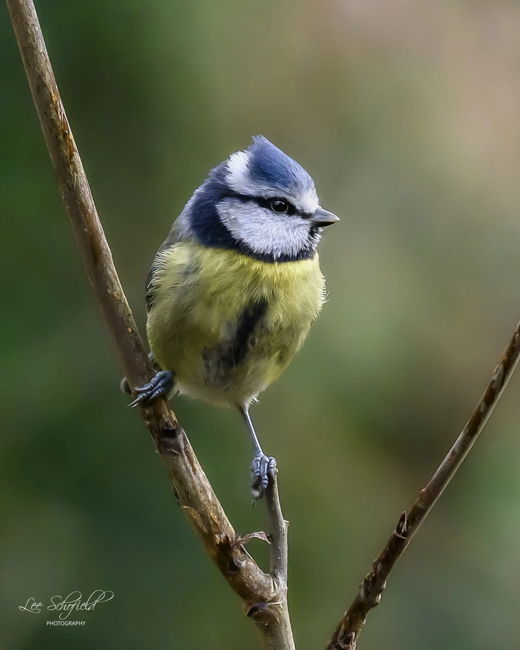 The perched Blue Tit.