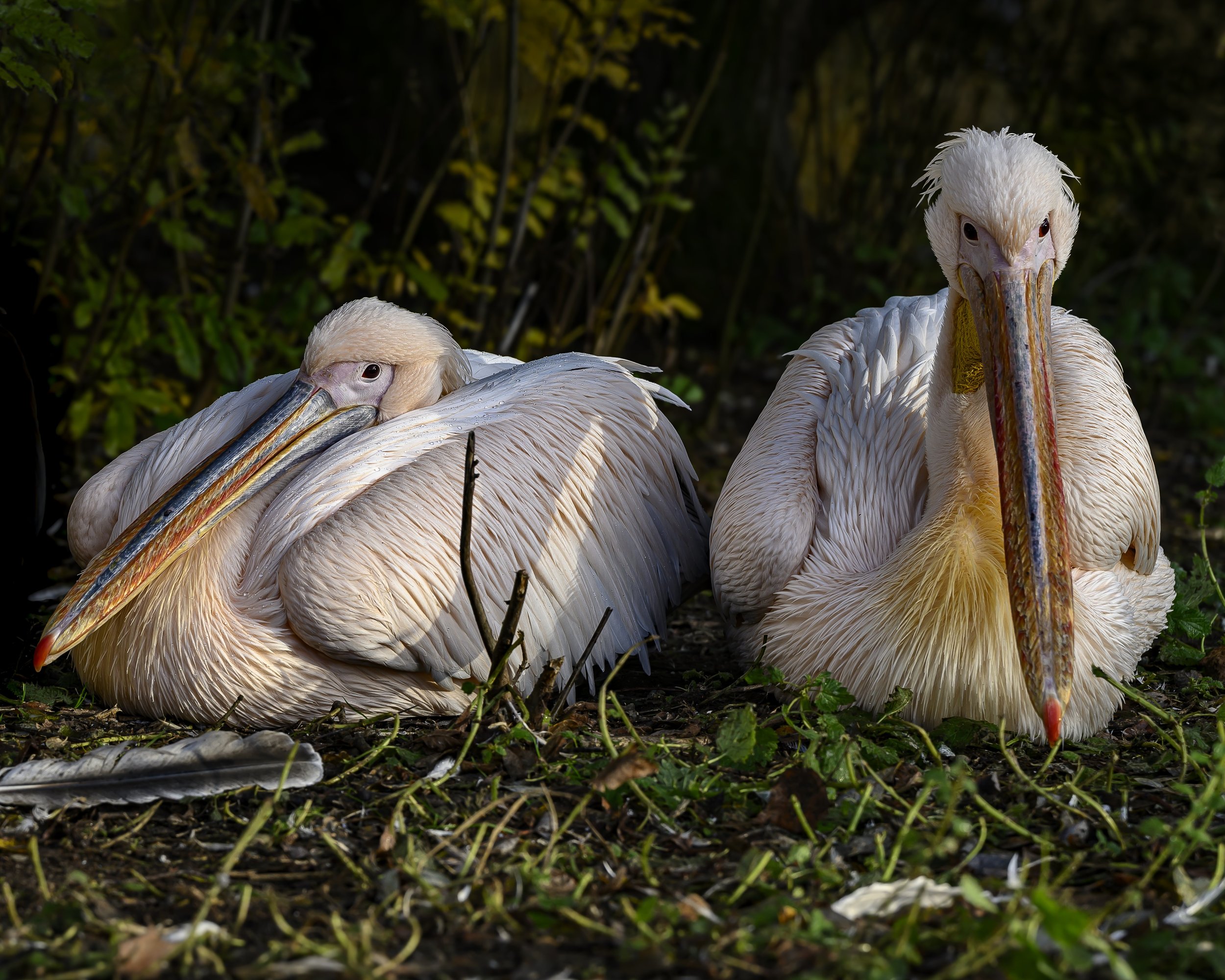 Resting Pelicans
