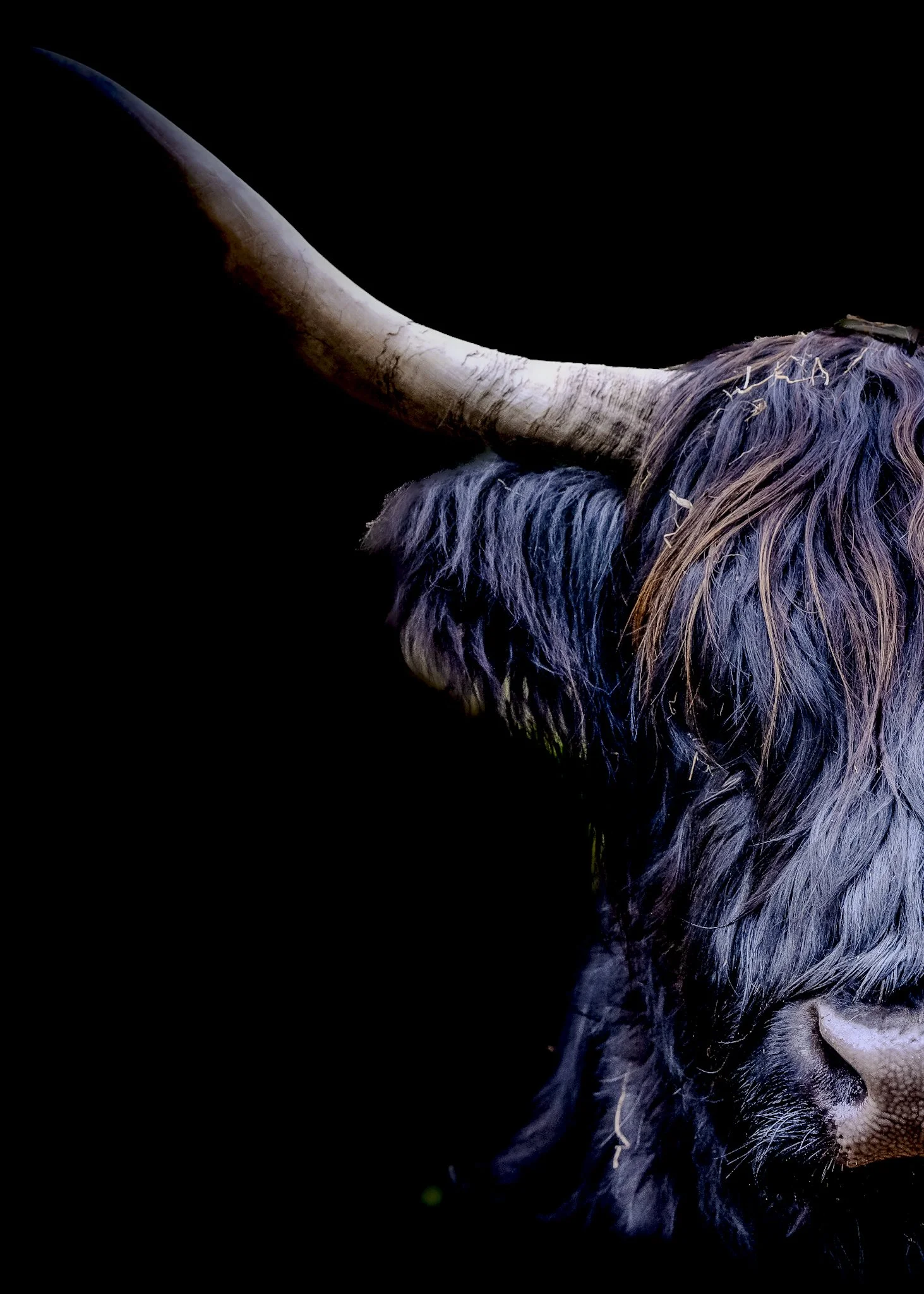 Highland Cow – Dark Coat (Half Portrait)  Fine Art Print