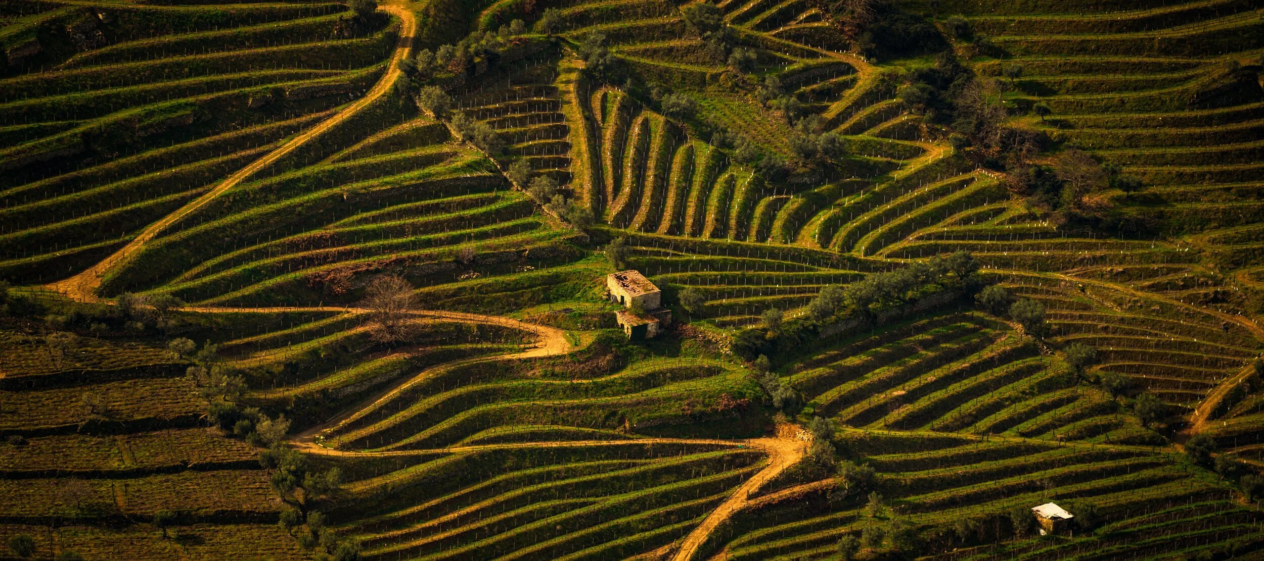 Ecos no Vinhedo — socalcos do Vale do Douro ao entardecer