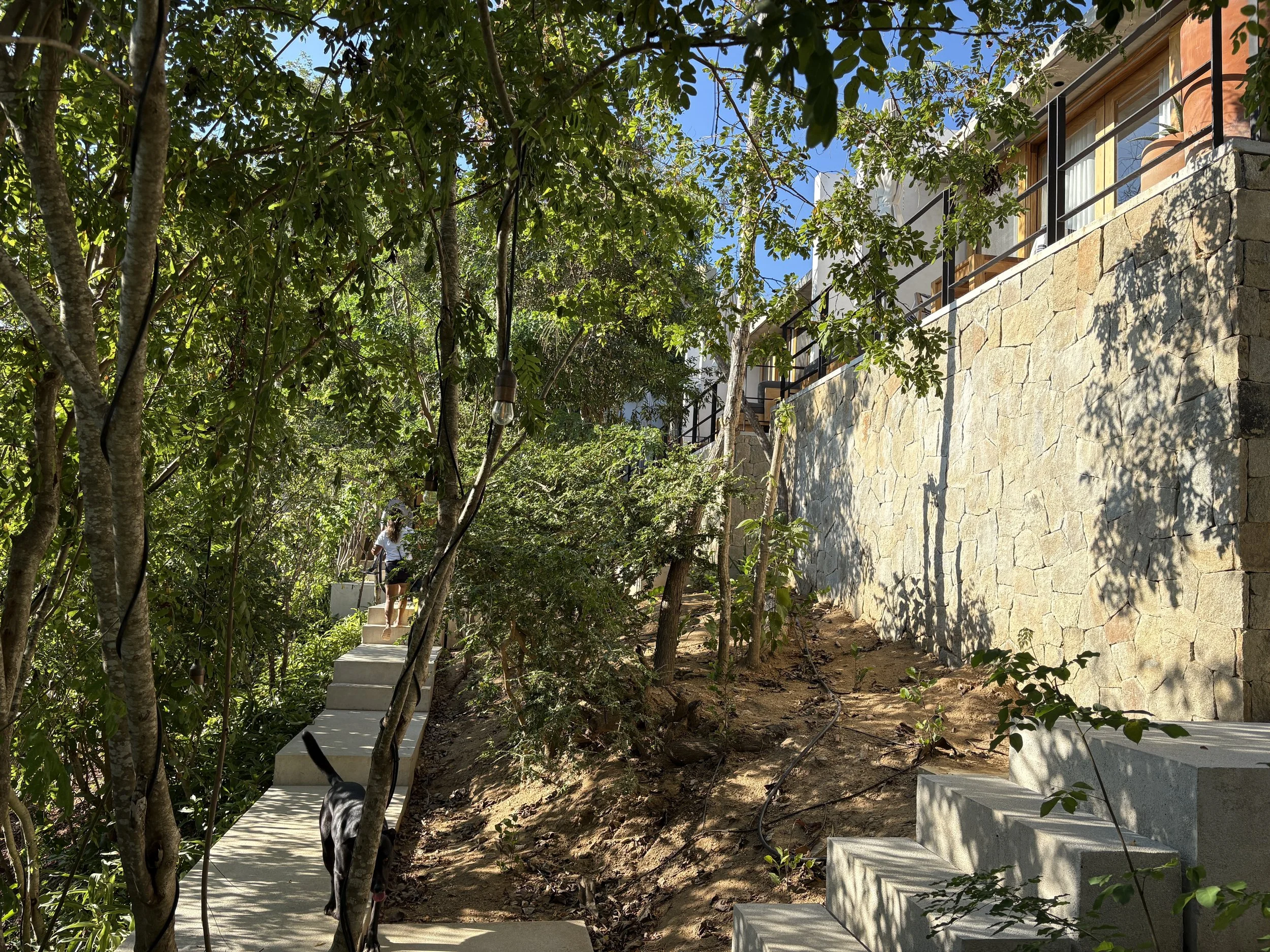 The paths are created by concrete blocks allowing the flow of rain and they are set down to give privacy to the terraces