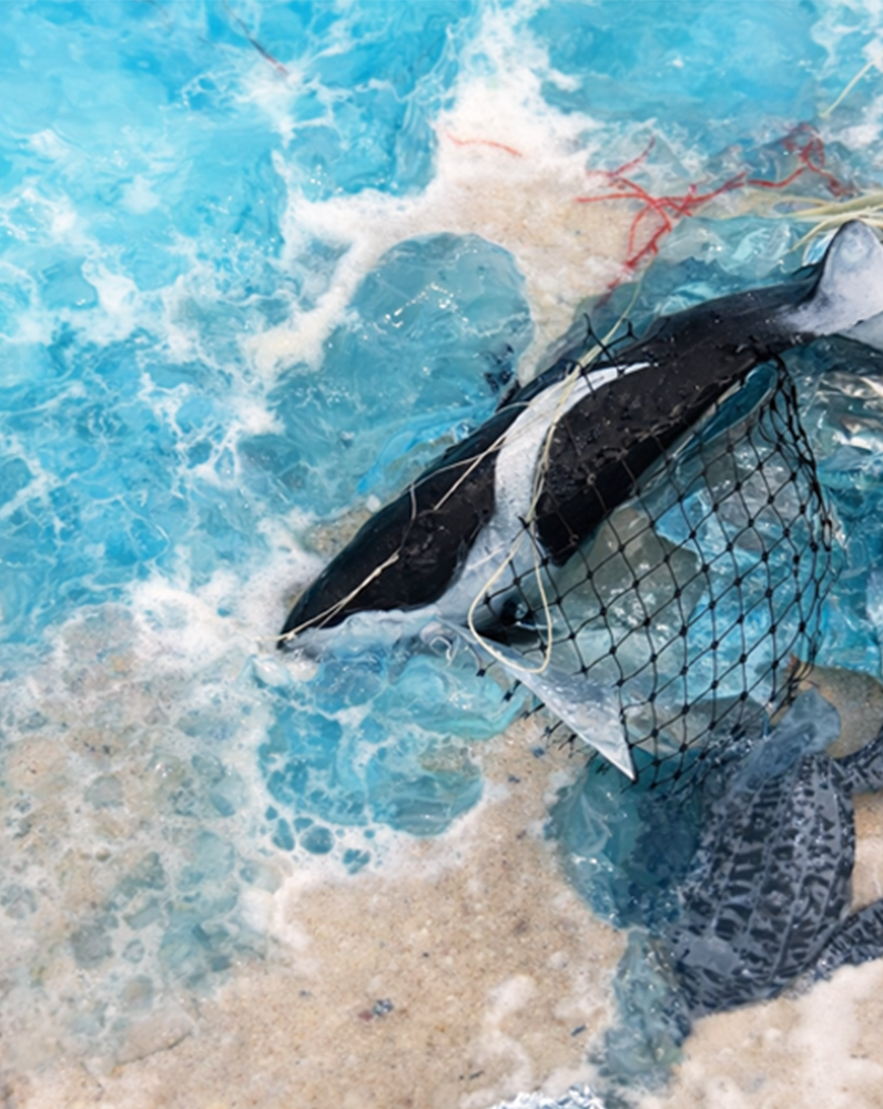 Fisch im Netz am Strand, umgeben von Wasser und Sand.
