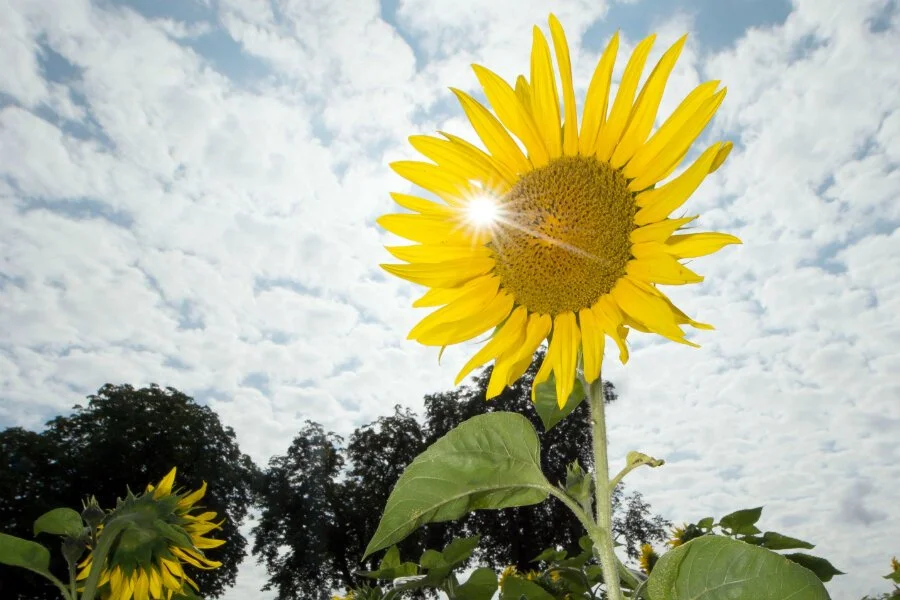 Self-Acceptance: The Courage to Become&nbsp;