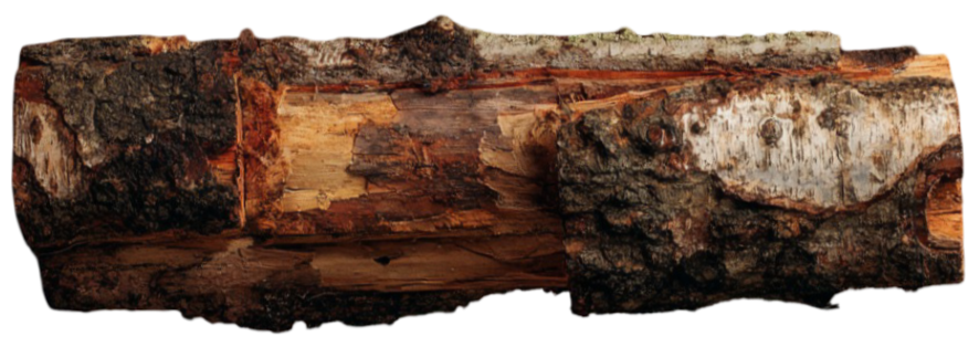Un tronc d'arbre coupé avec de l'écorce et du bois visible.