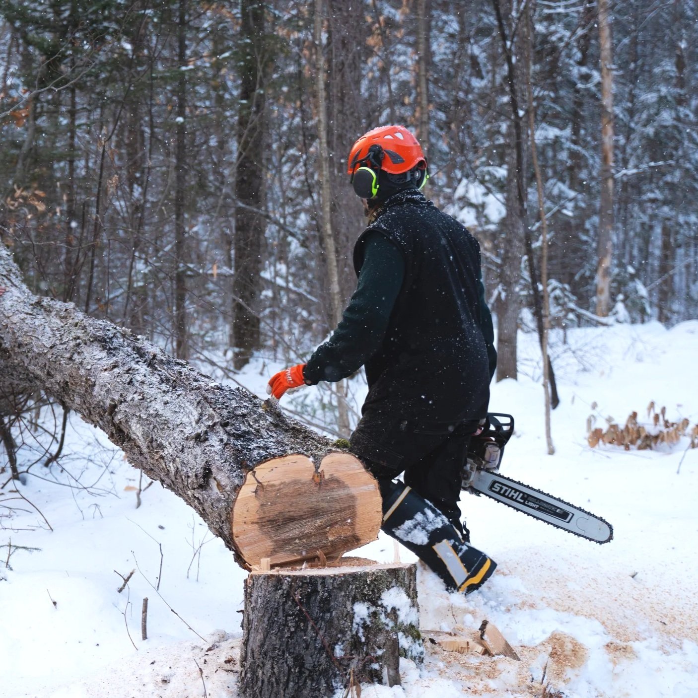 Un homme équipé d'un casque orange, des écouteurs antibruit, des gants orange et des vêtements de protection coupe du bois dans une forêt enneigée avec une tronçonneuse Stihl.