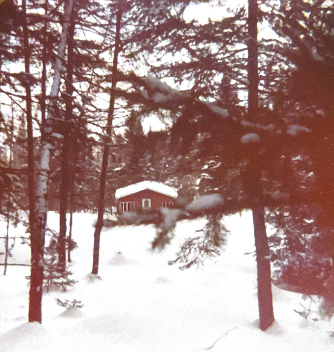 Cabane en bois rouge dans une forêt enneigée, entourée d'arbres.