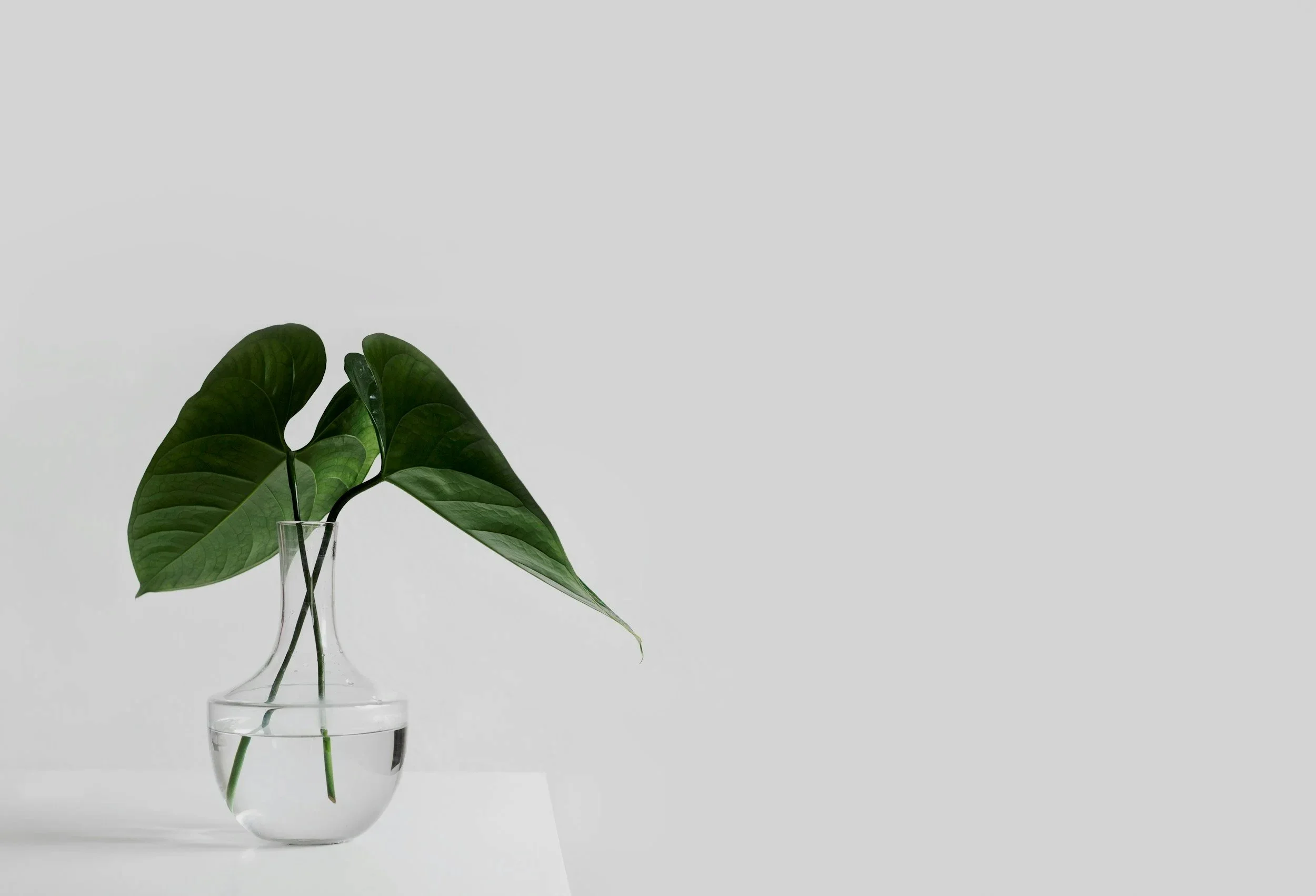 Green monstera plant in a clear glass vase with water, on a white surface against a plain light gray background.