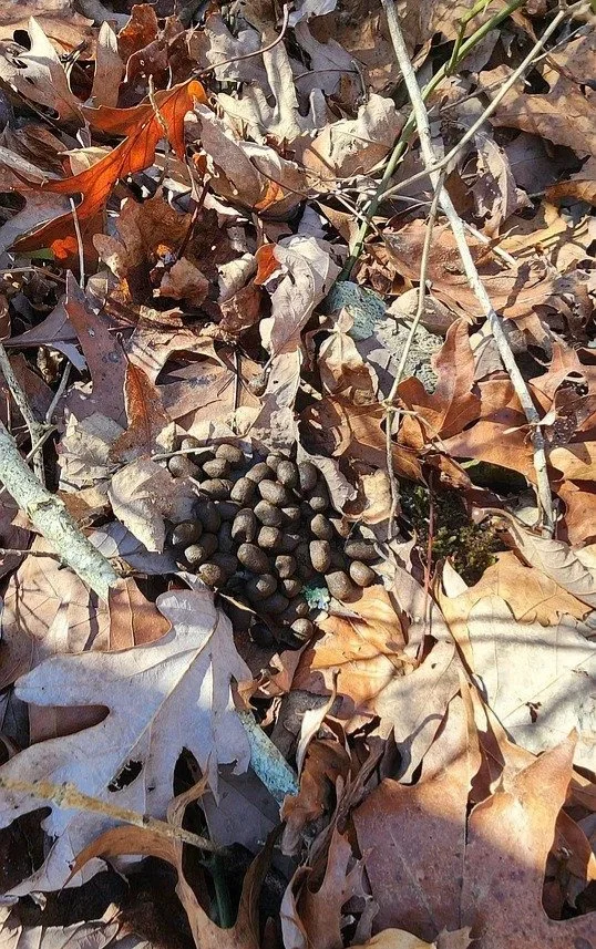 Droppings1.JPG