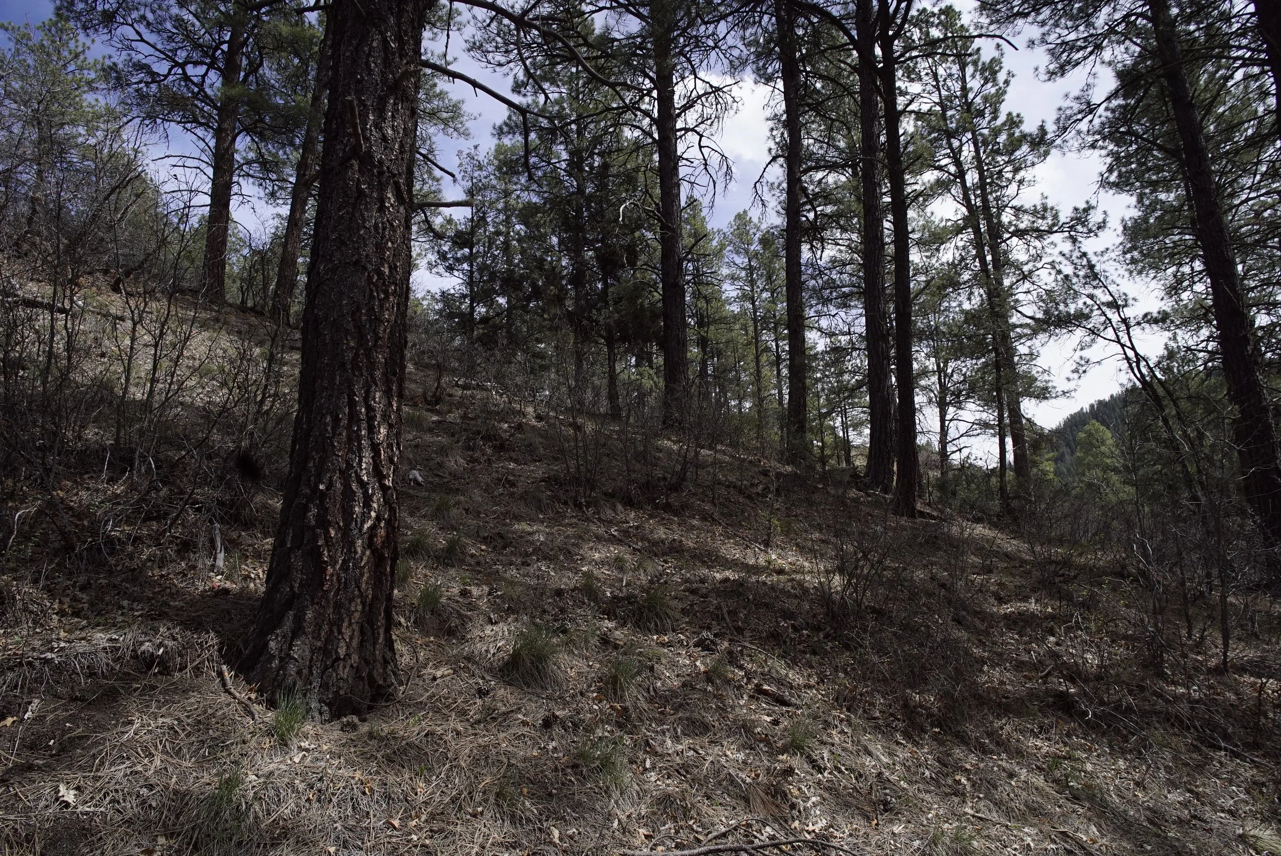 Woods5.JPG