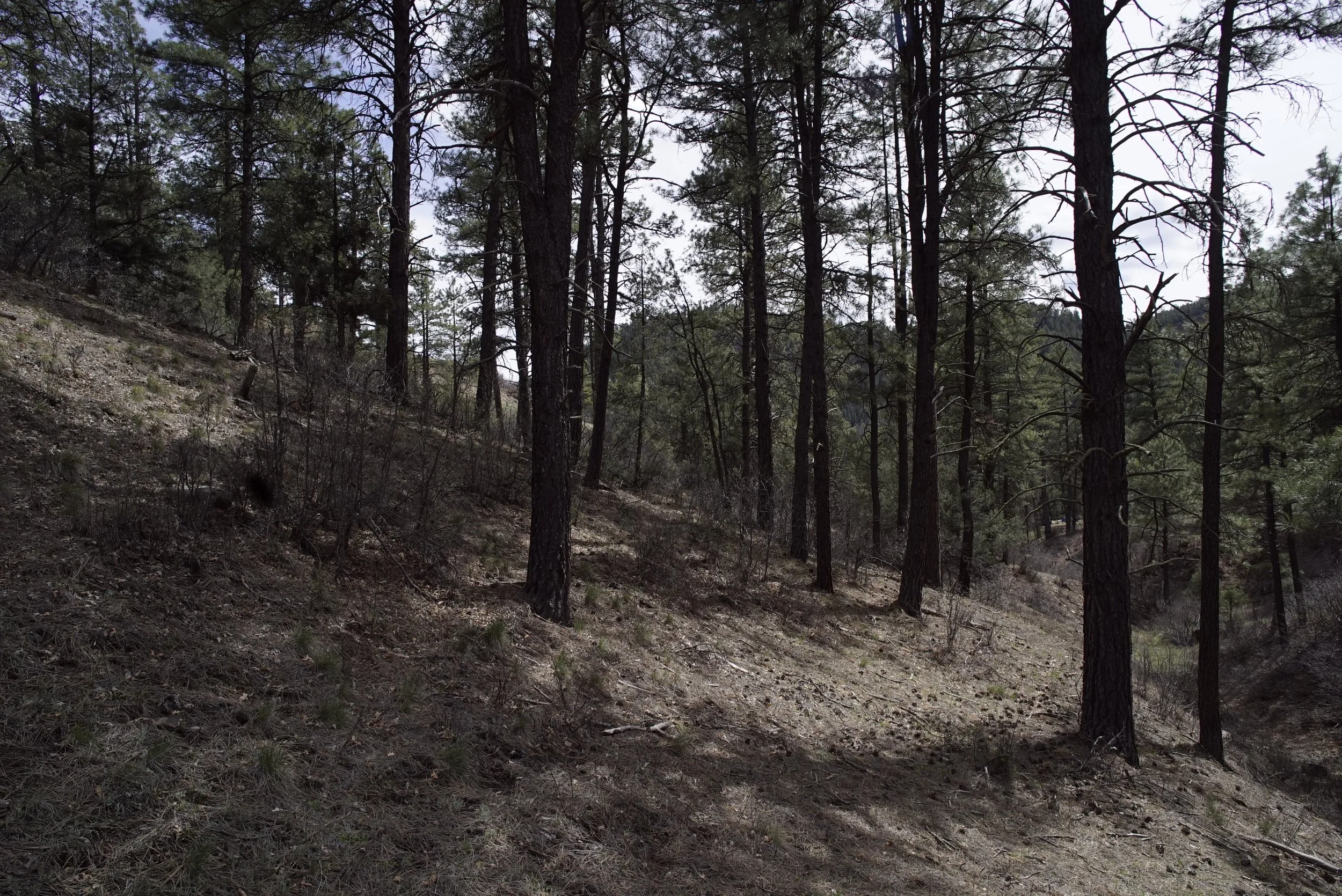 Woods2.JPG