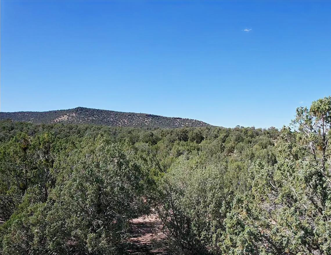 Photo7 - brush-trees.png