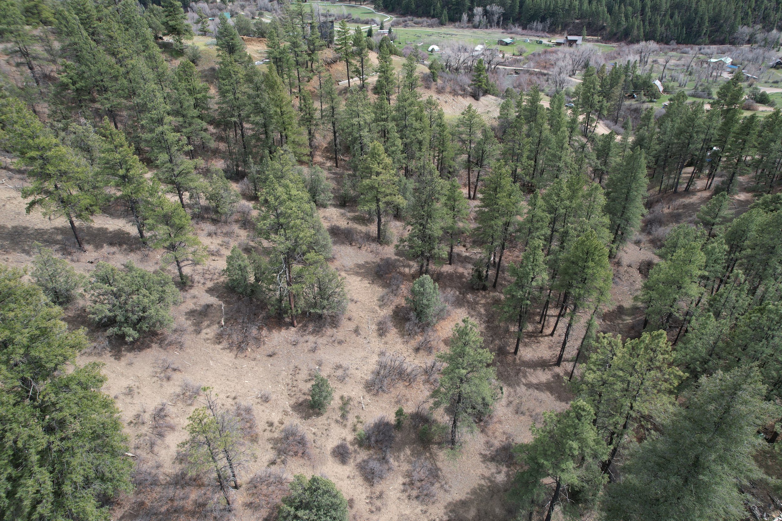 Lower - Woods facing S.jpg