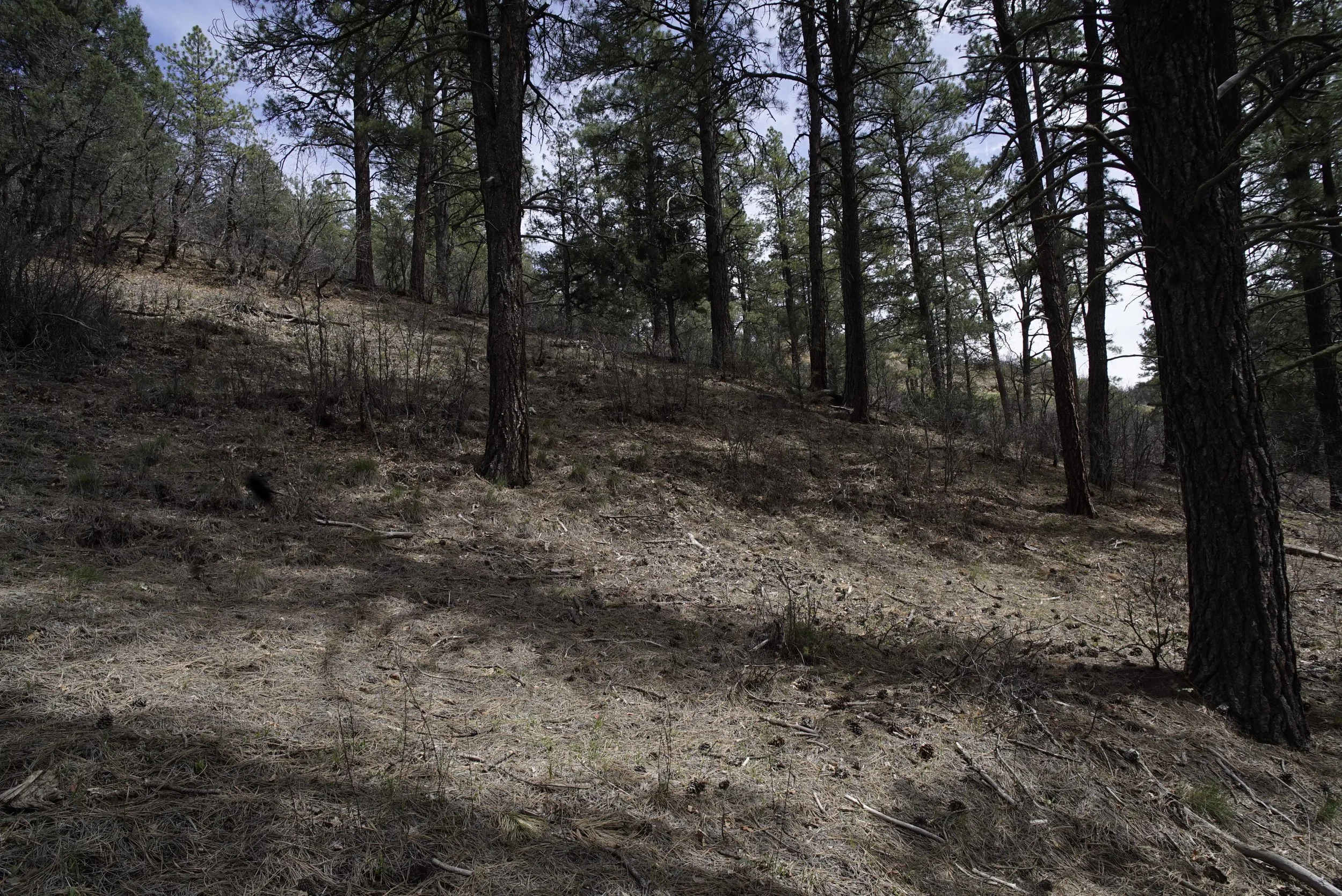 Woods1.JPG
