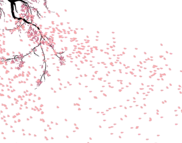 Cherry blossom tree with pink flowers in full bloom against a clear sky.