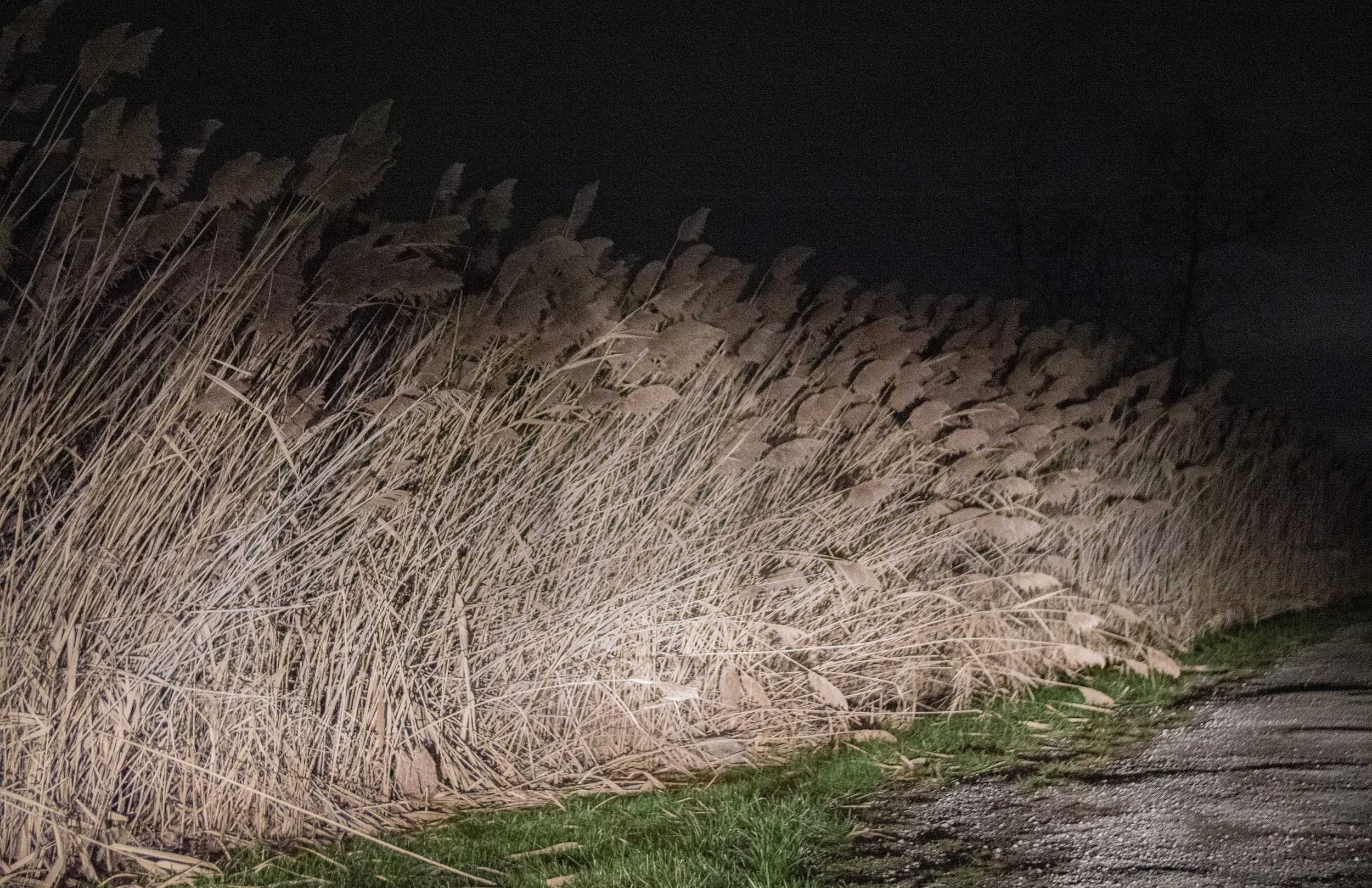 Tall, dry grass along the side of a dirt road at night, illuminated by a vehicle's headlights.