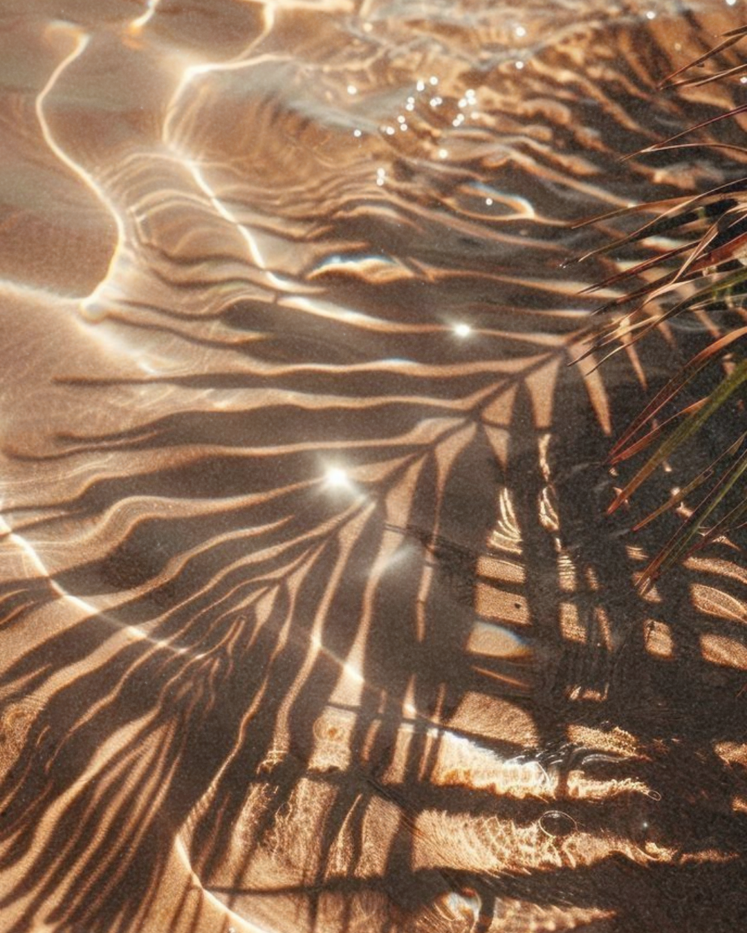 Sunlight shadows of a plant on sand with some water features and patches of grass.