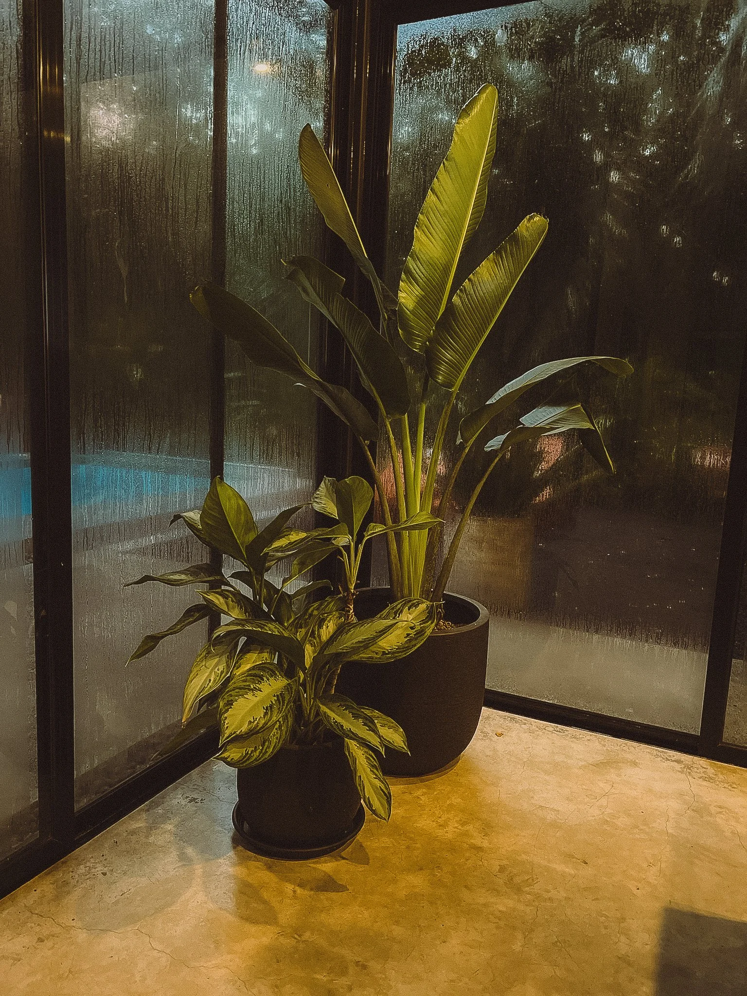 Indoor potted plants near glass window with a foggy or wet appearance.