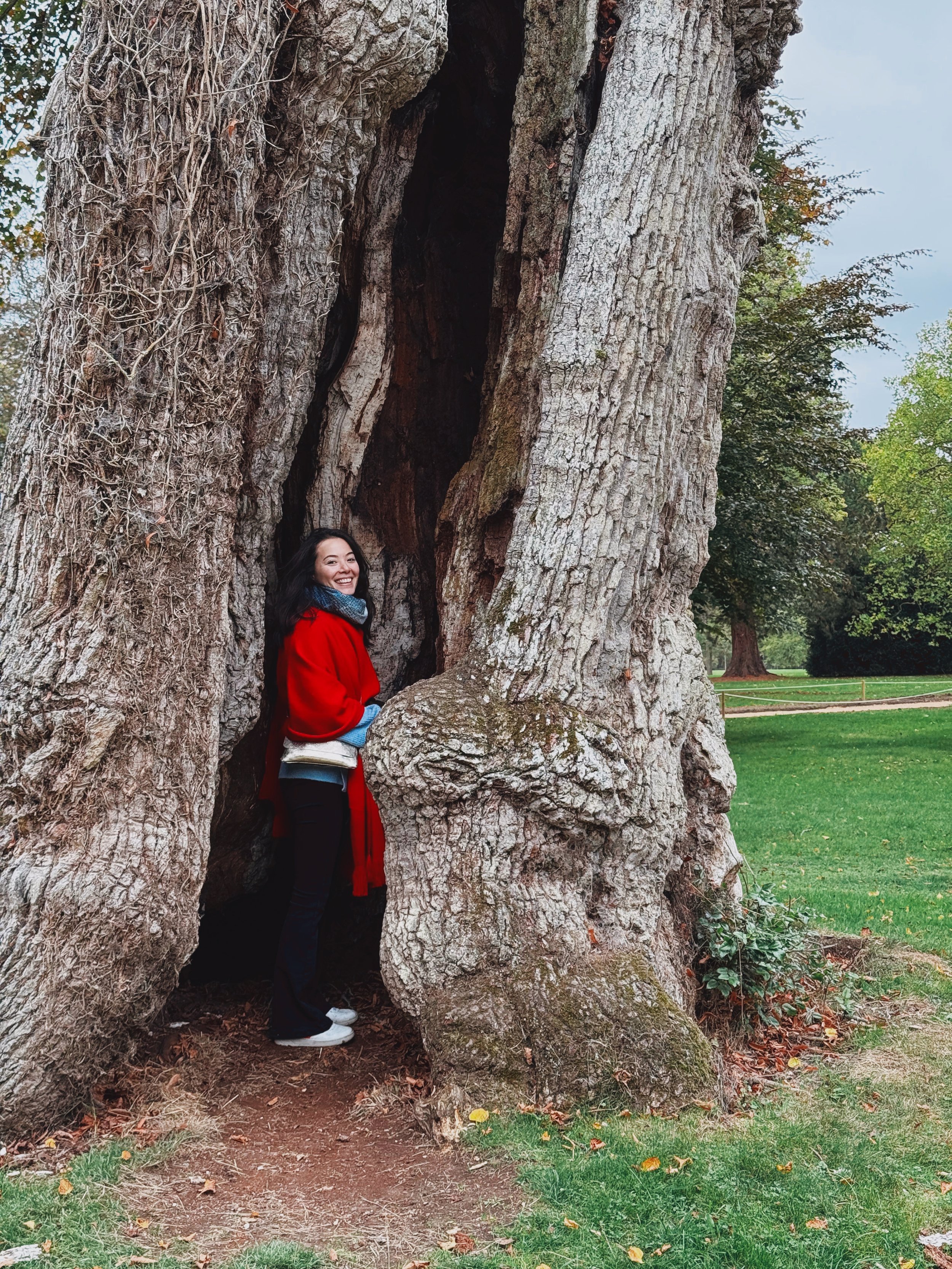 A woman standing in a hollowed out area of a large, ancient tree with a thick trunk and textured bark, in a park with green grass and other trees in the background, overcast sky.