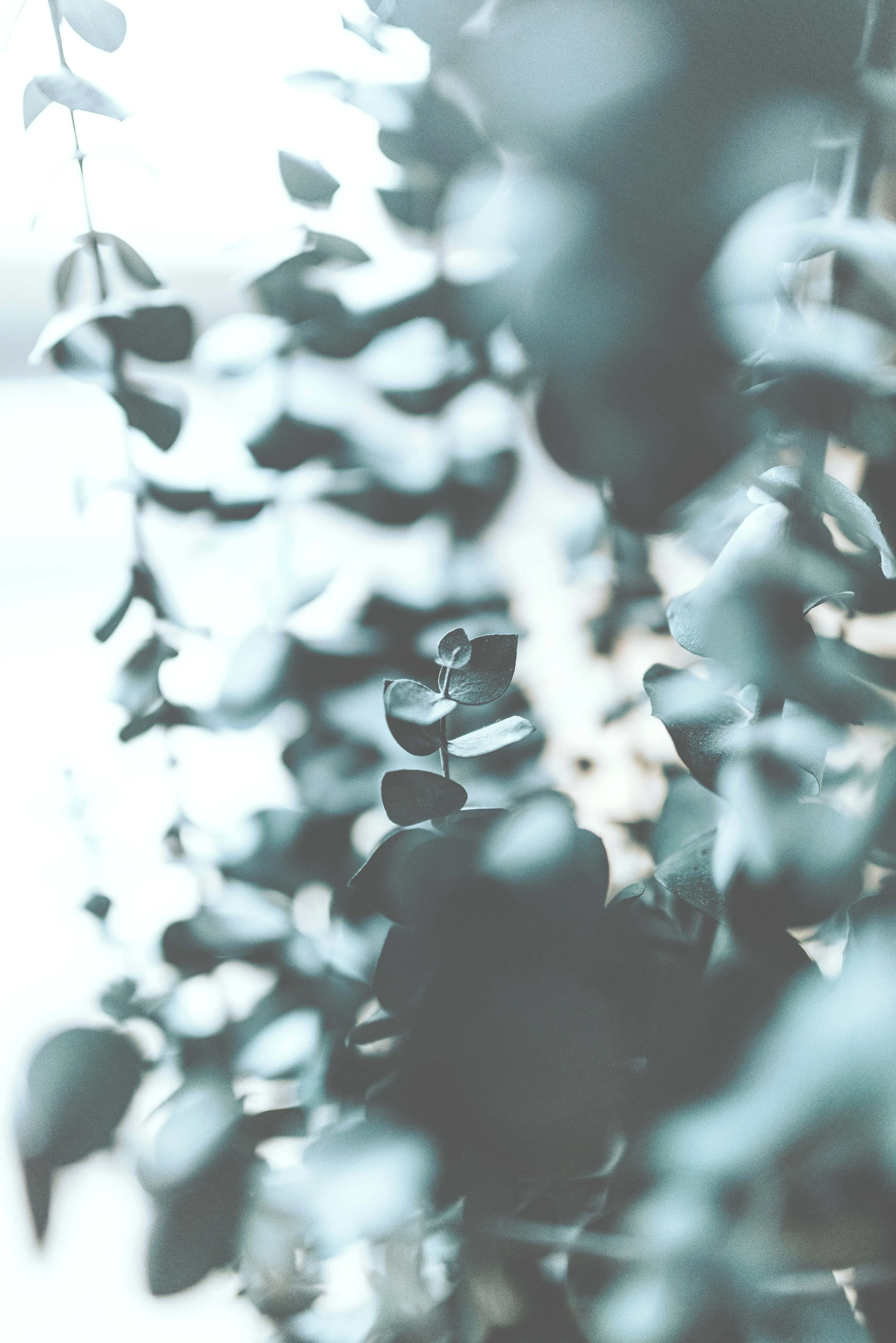 Close-up of eucalyptus leaves with a soft focus background, exhibiting muted blue-green and gray tones.