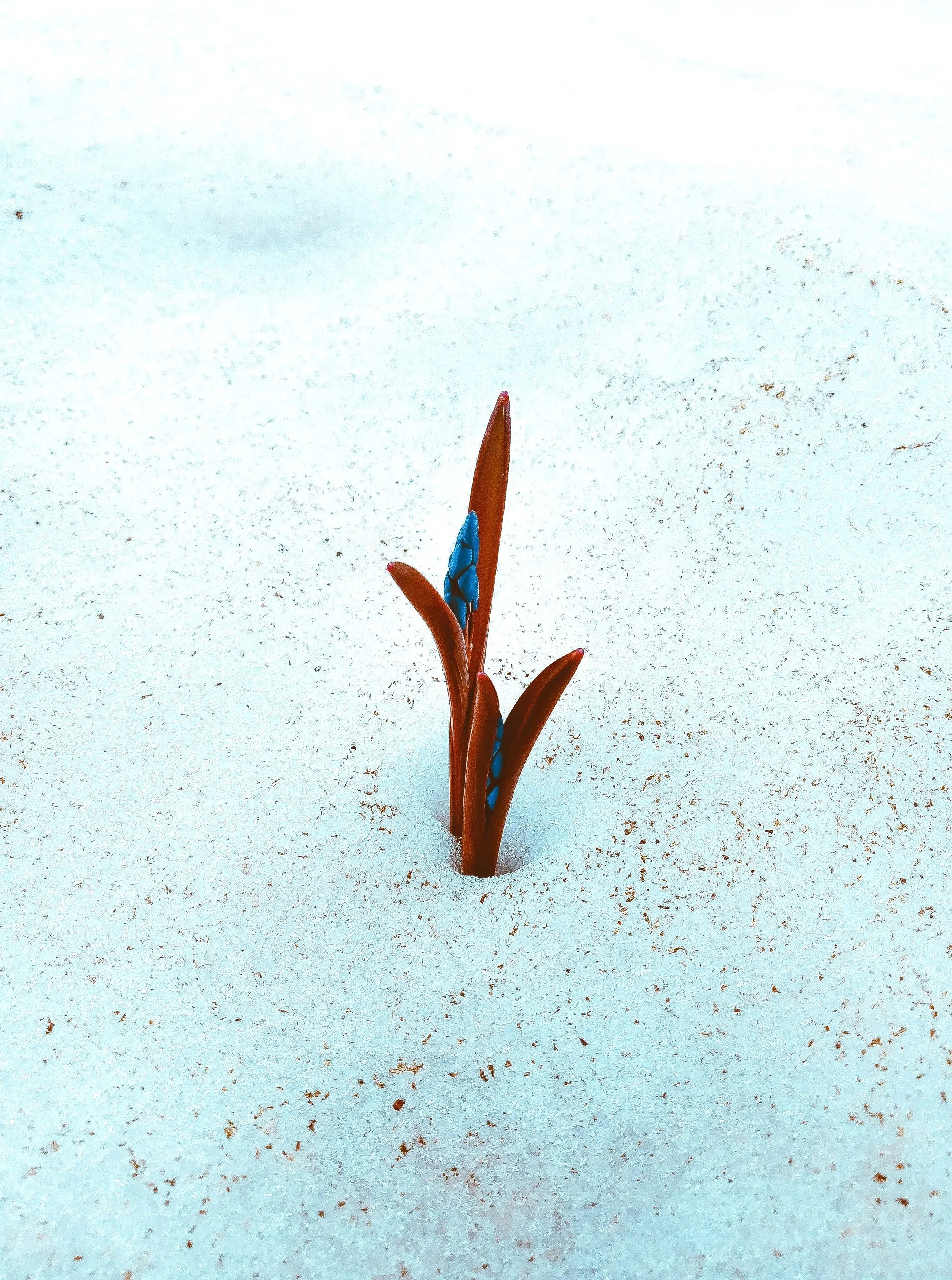 A single brown and blue plant growing through the snow.