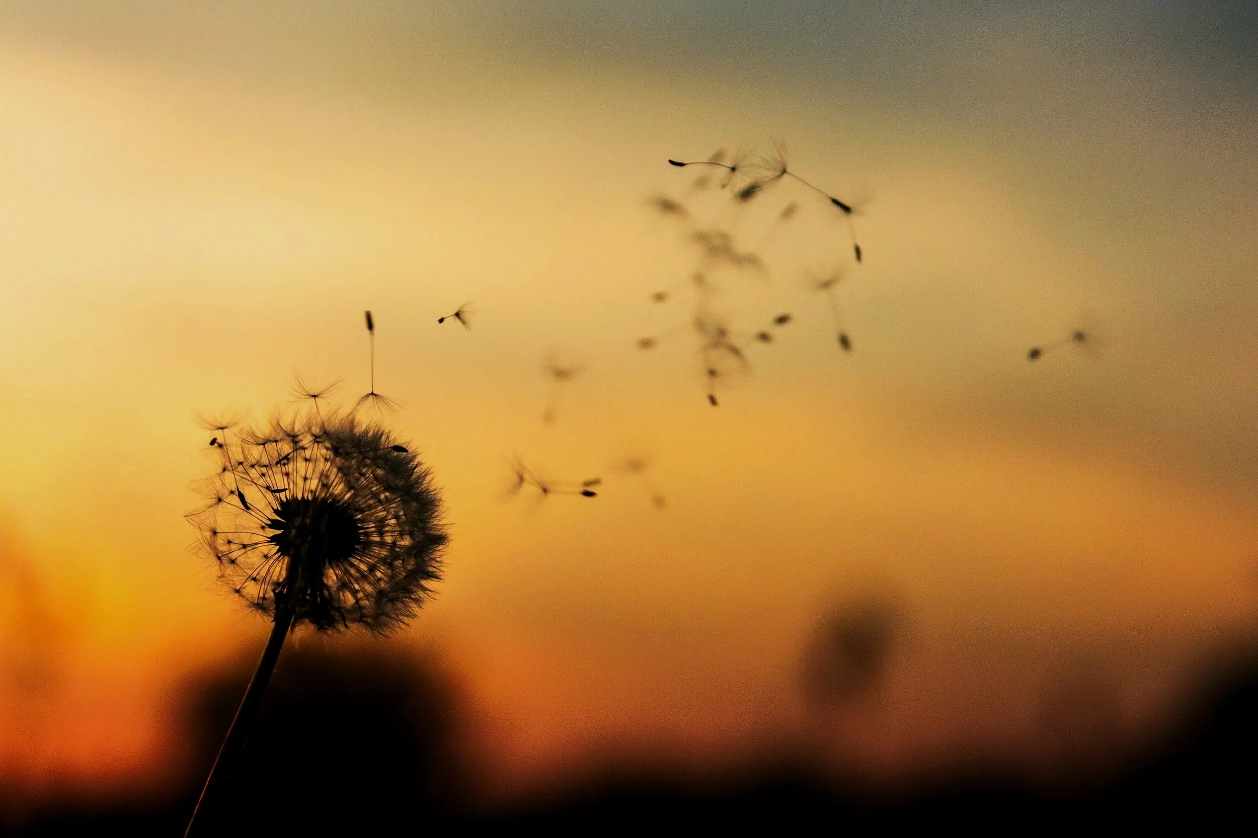 A close-up of a dandelion with seeds blowing away during sunset, with a warm, gradient sky in the background.