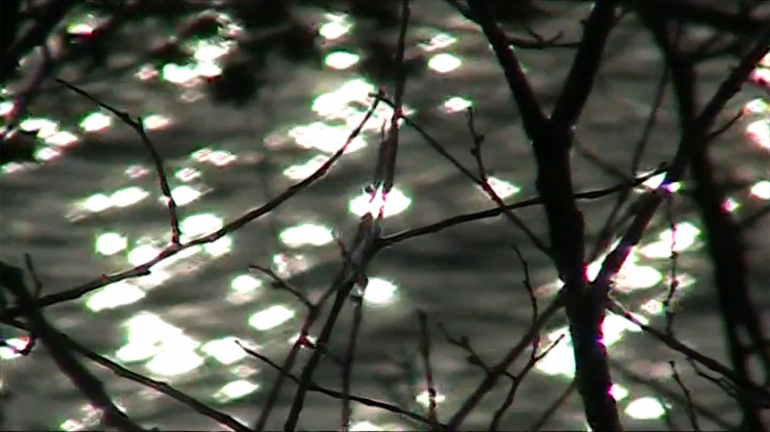 Glittering water reflections between tree branches.