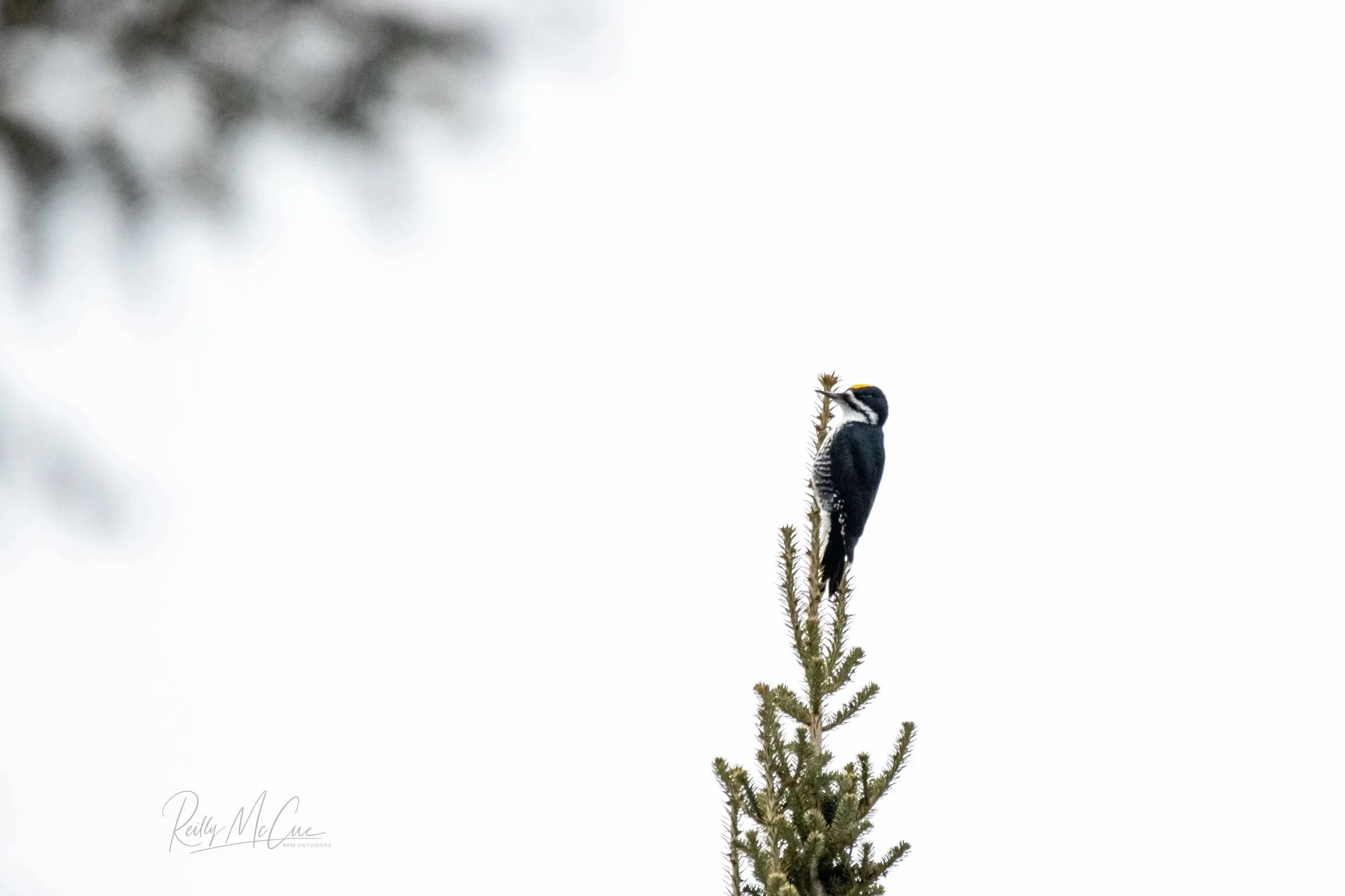 Boreal Birding