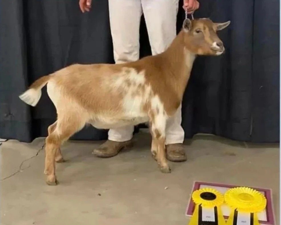 2021  - Dry Yearling