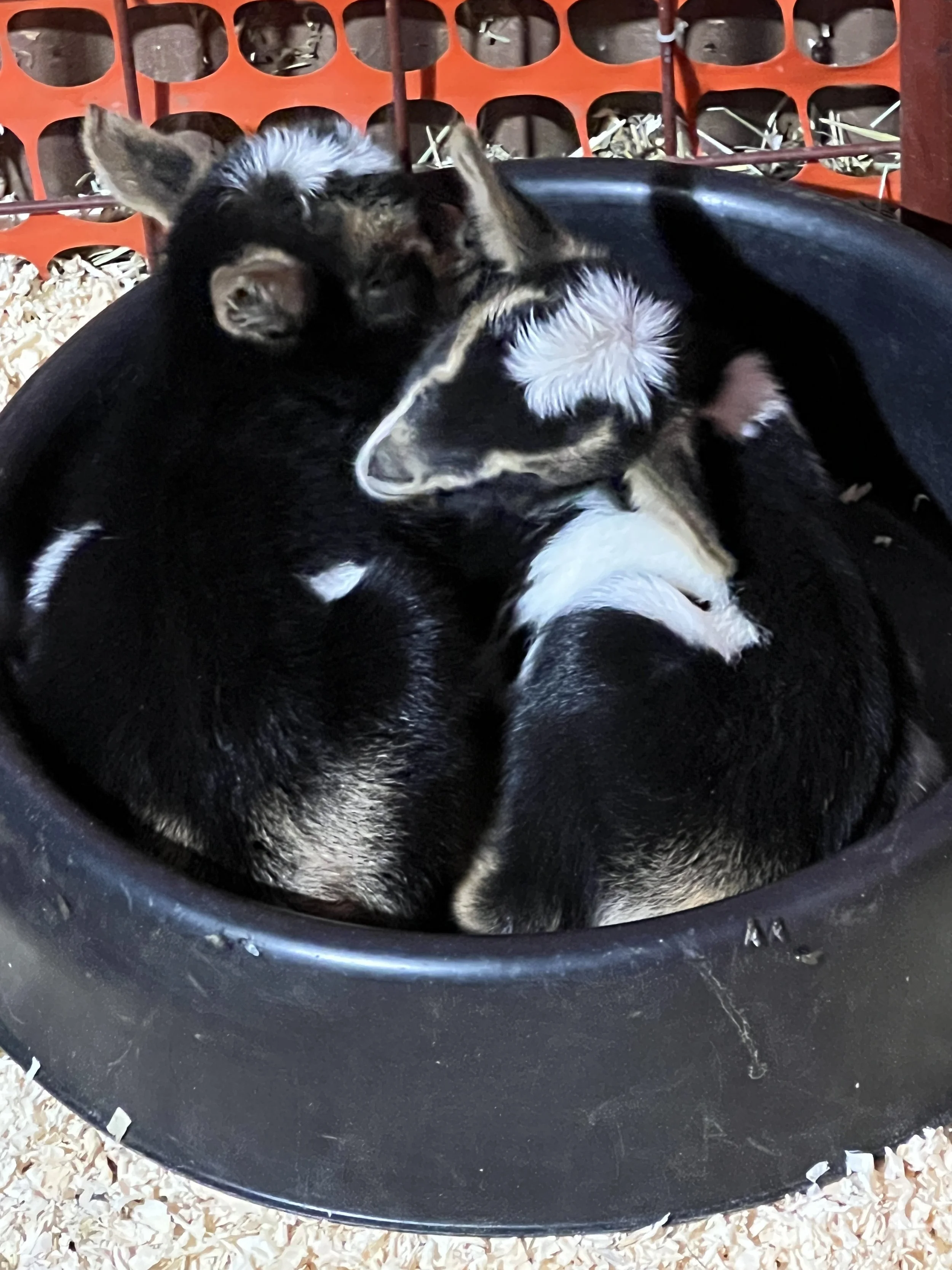 IMG_7519.JPG