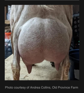 Dam's 2nd Freshening Udder