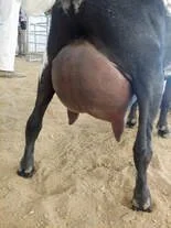 Dam's Udder