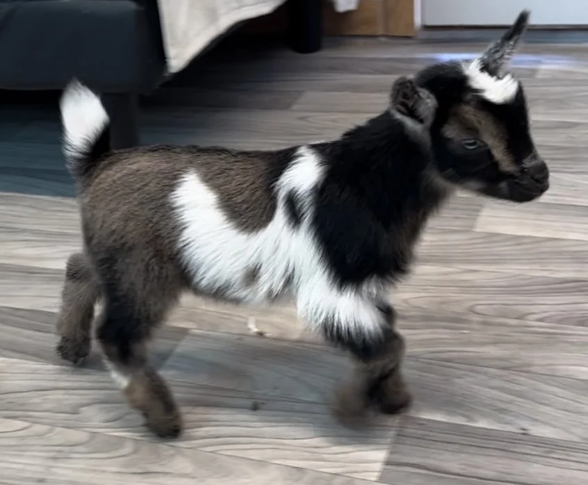 Blaze Progeny
