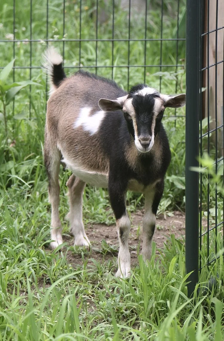 Photos Courtesy of Old Mountain Farm