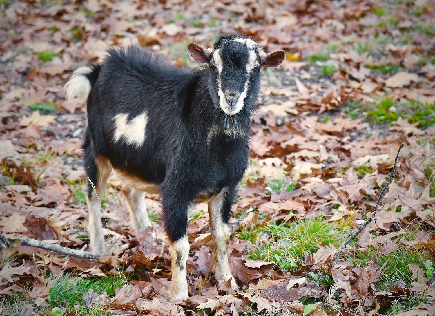 Photos Courtesy of Old Mountain Farm